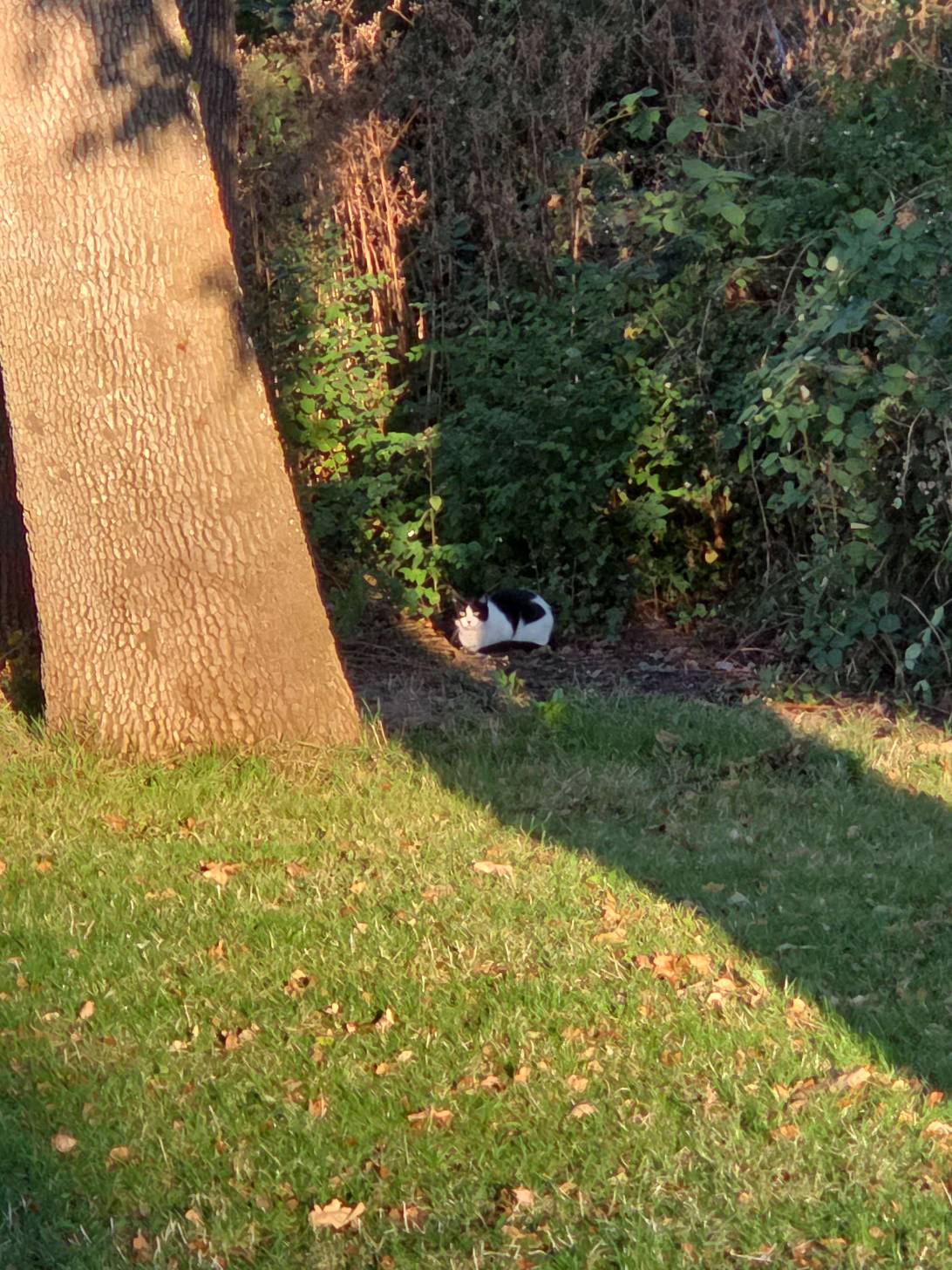 Oreo, a cat found on Chonk Finder