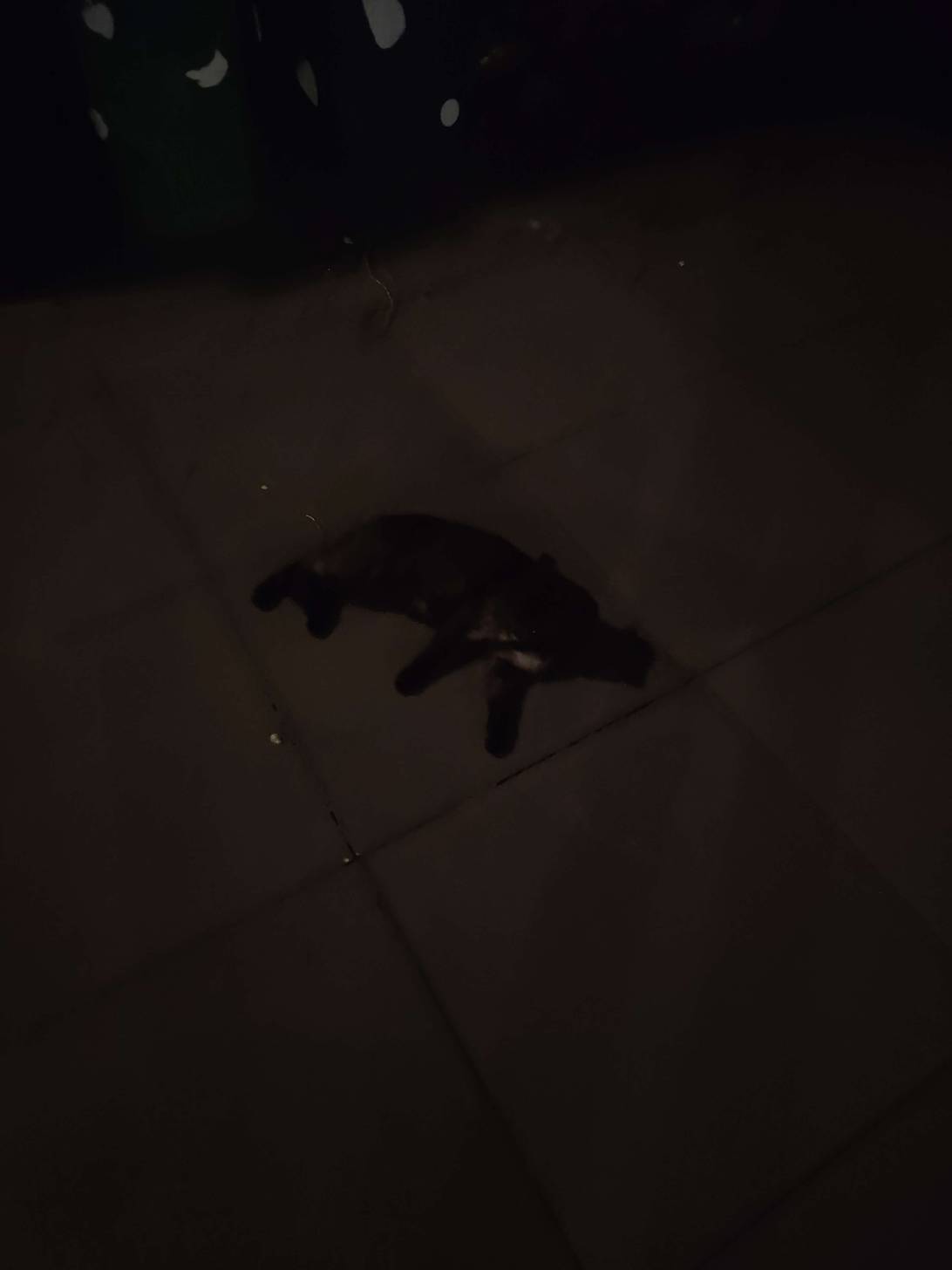 Papi (Pannen Pisser), a cat found on Chonk Finder