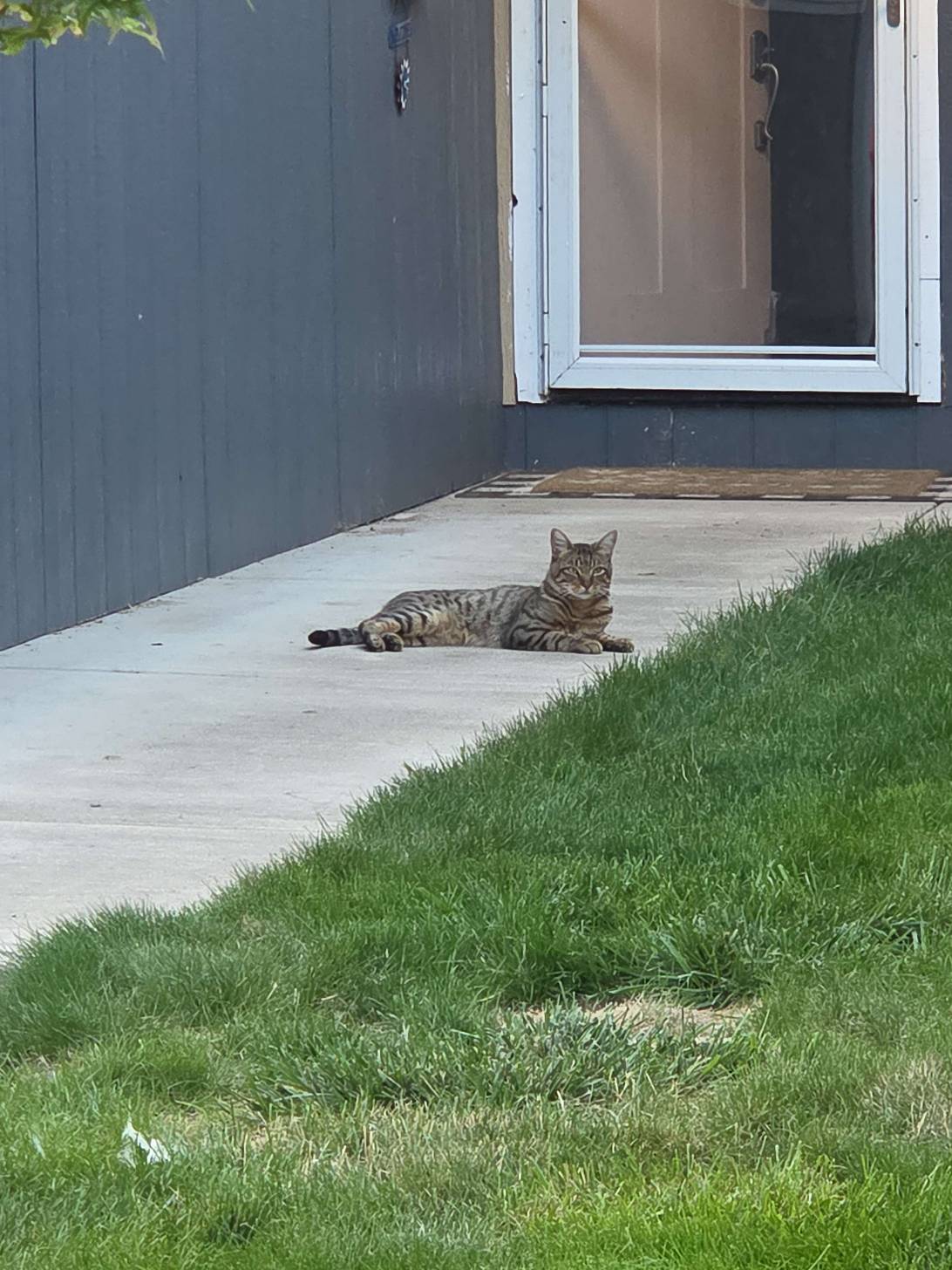 Tahini, a cat found on Chonk Finder