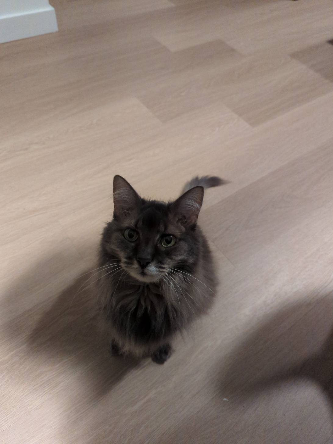 Amos, a cat found on Chonk Finder