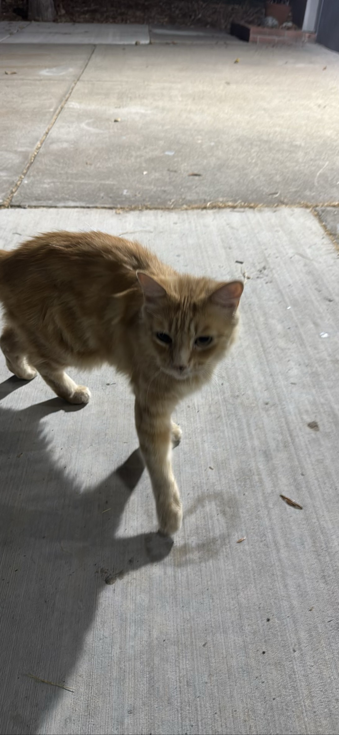 RIP-Boss Momma, a cat found on Chonk Finder