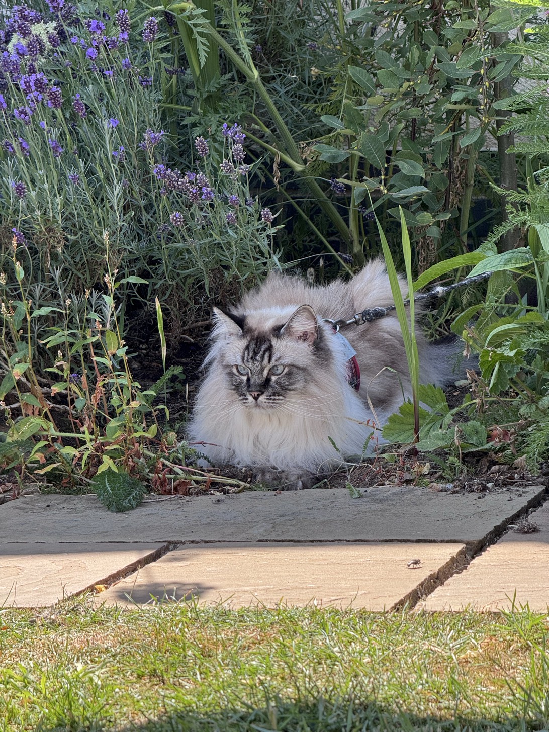 Winston, a cat found on Chonk Finder