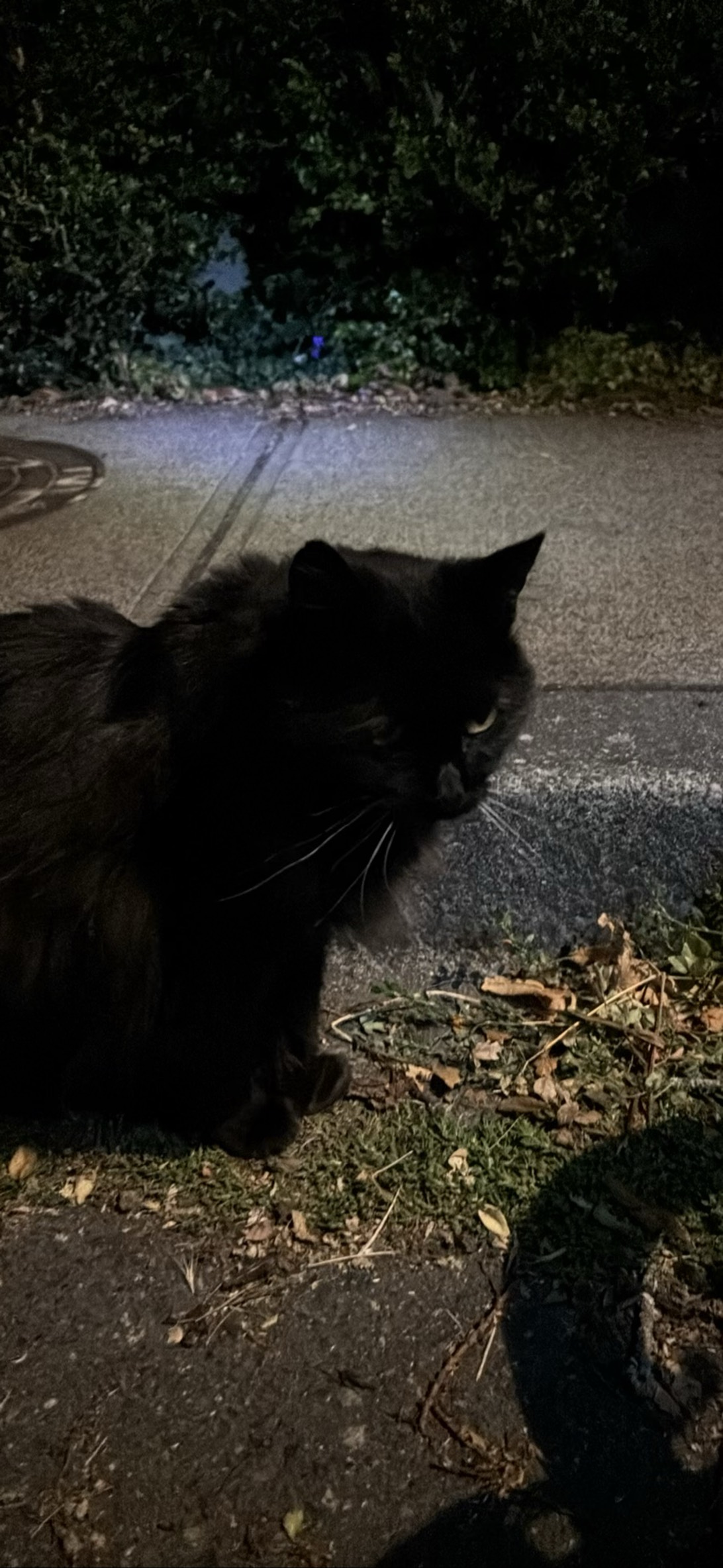Captain midnight, a cat found on Chonk Finder