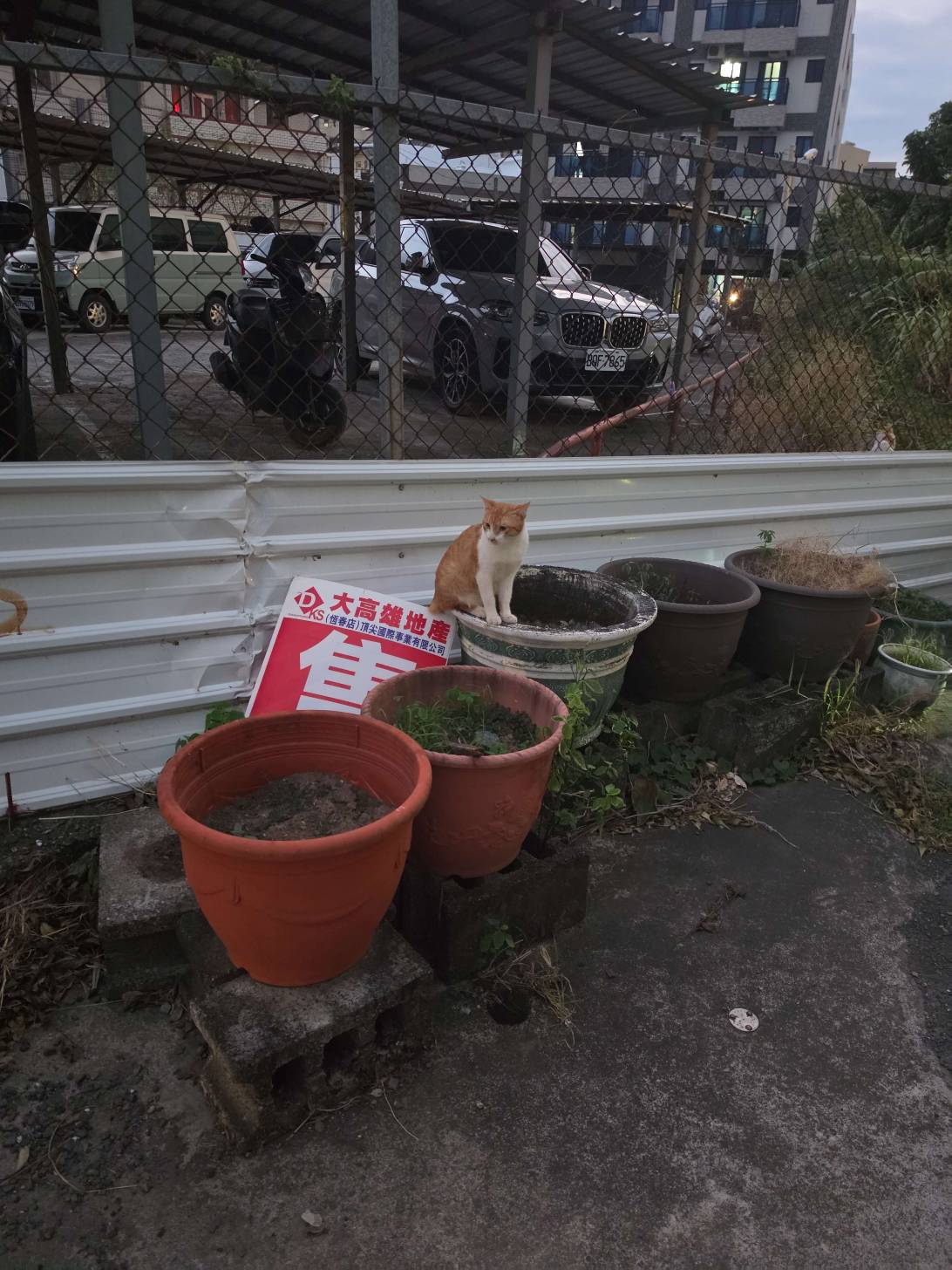 Hengchungo, a cat found on Chonk Finder