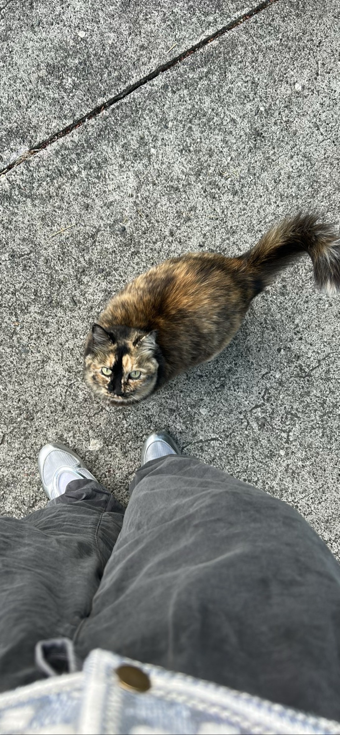 Baby, a cat found on Chonk Finder
