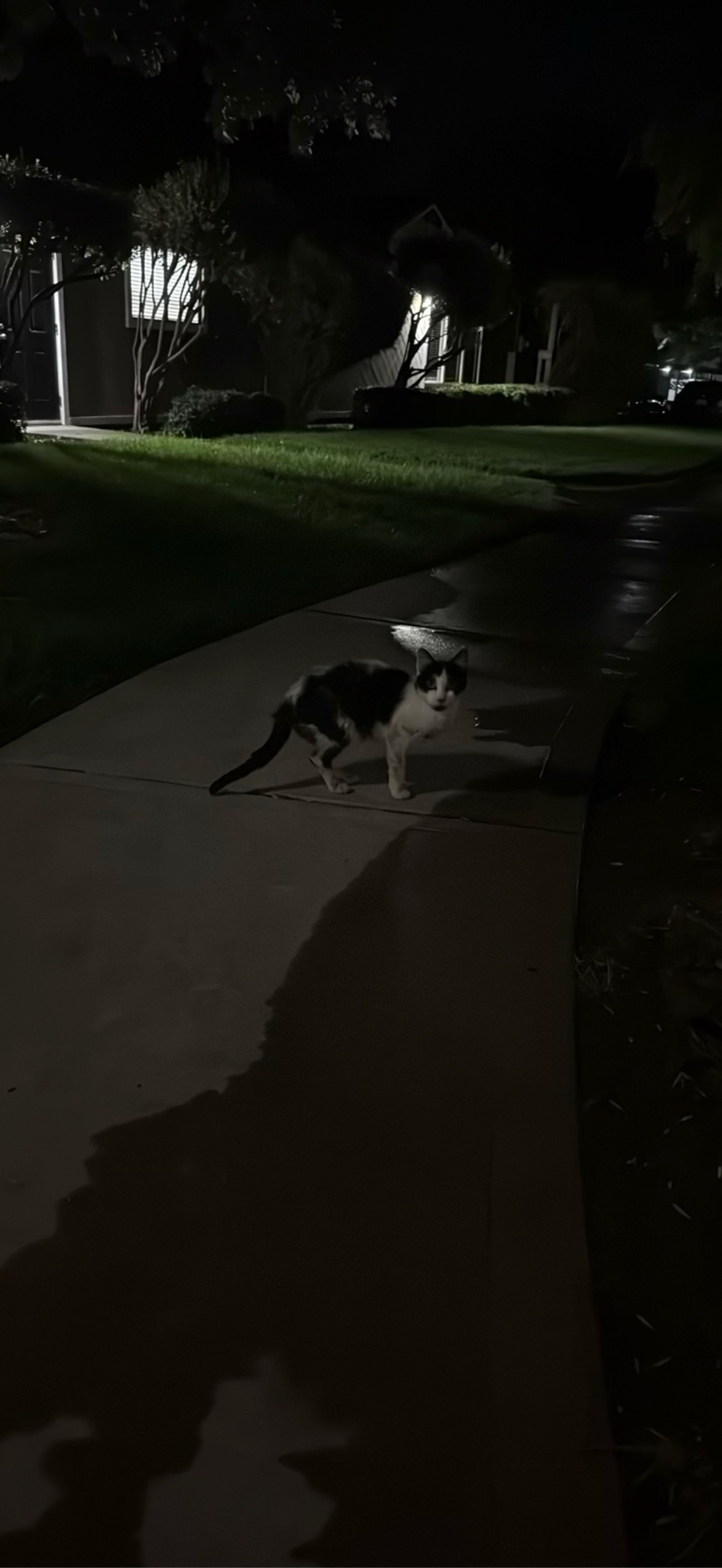 Cosmo, a cat found on Chonk Finder