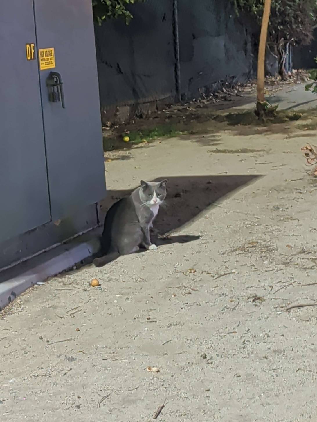 Archie, a cat found on Chonk Finder