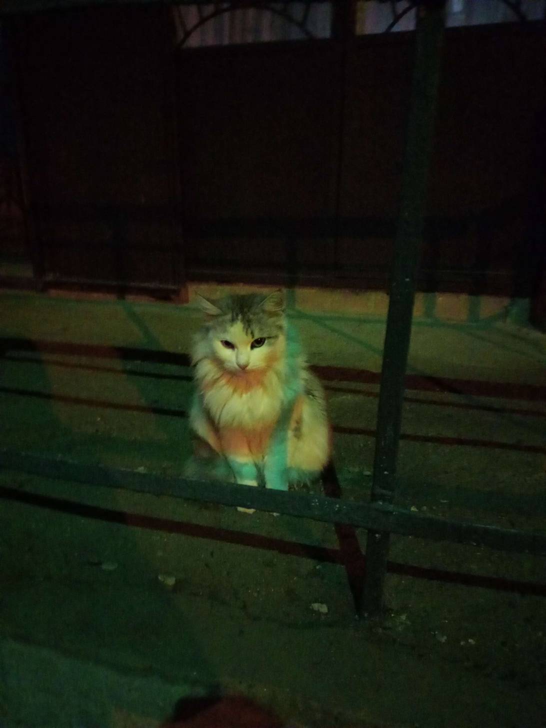 Vesper, a cat found on Chonk Finder