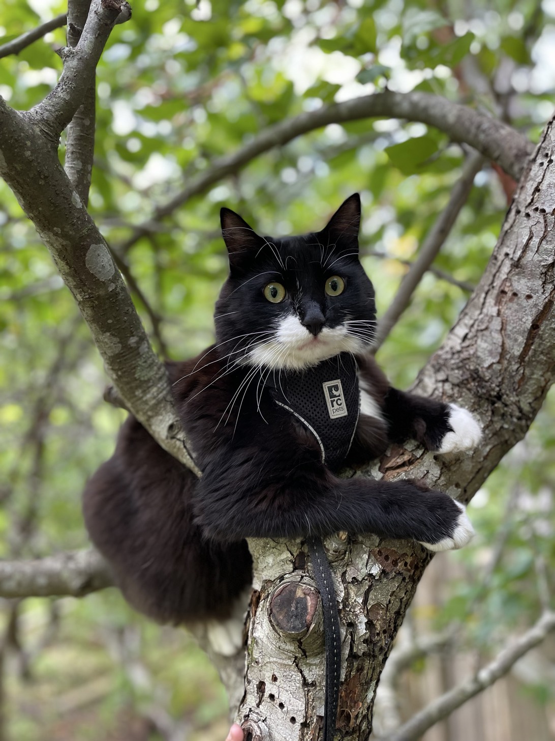 Bernie, a cat found on Chonk Finder