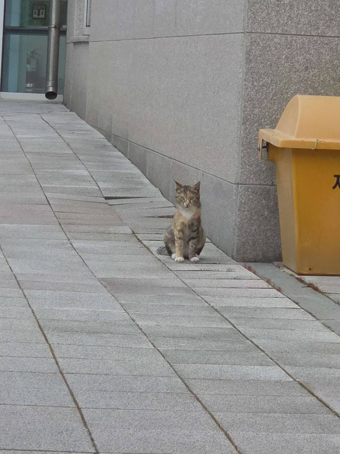 Miso Chonk, a cat found on Chonk Finder