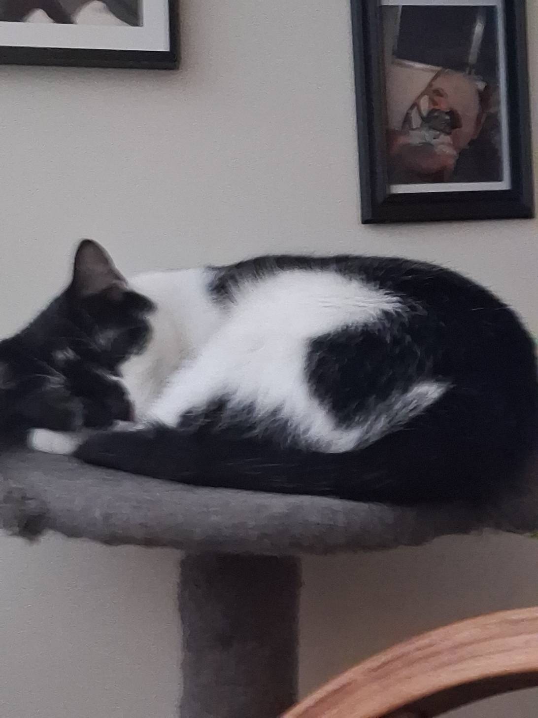 Mille the destroyer, a cat found on Chonk Finder