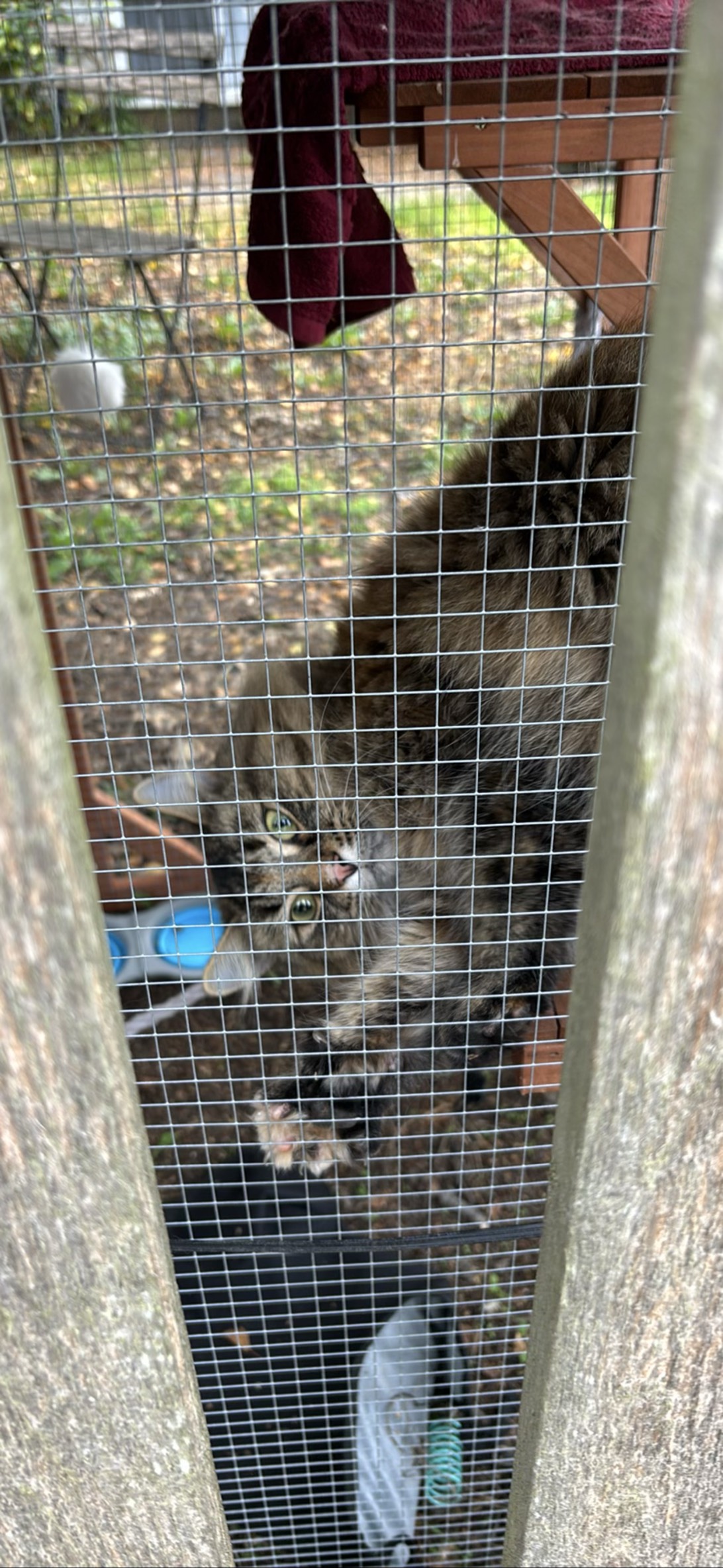 Cagey Cutie, a cat found on Chonk Finder