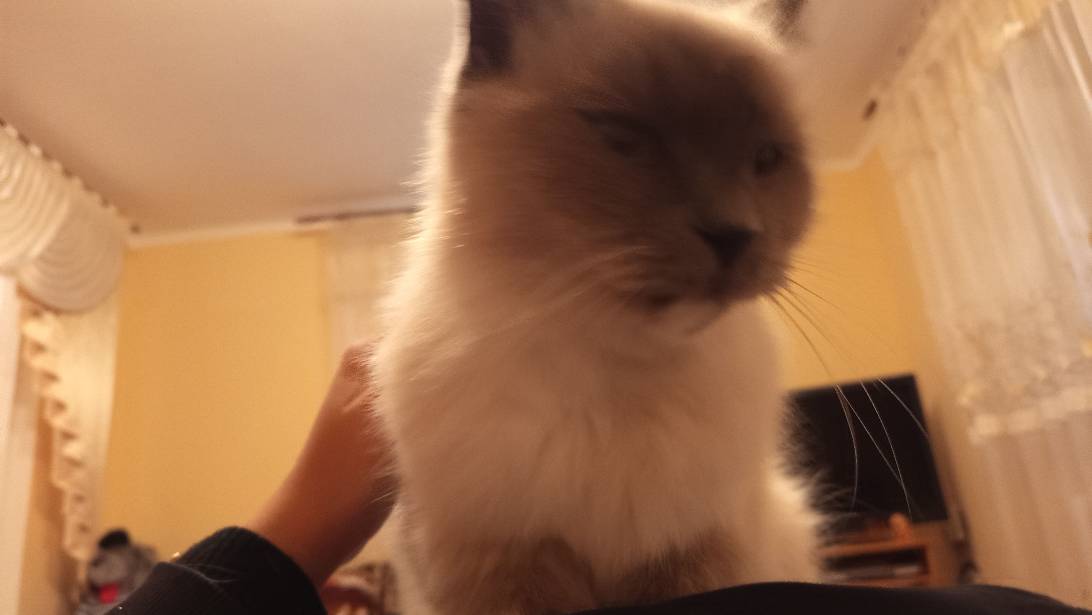 Буся, a cat found on Chonk Finder
