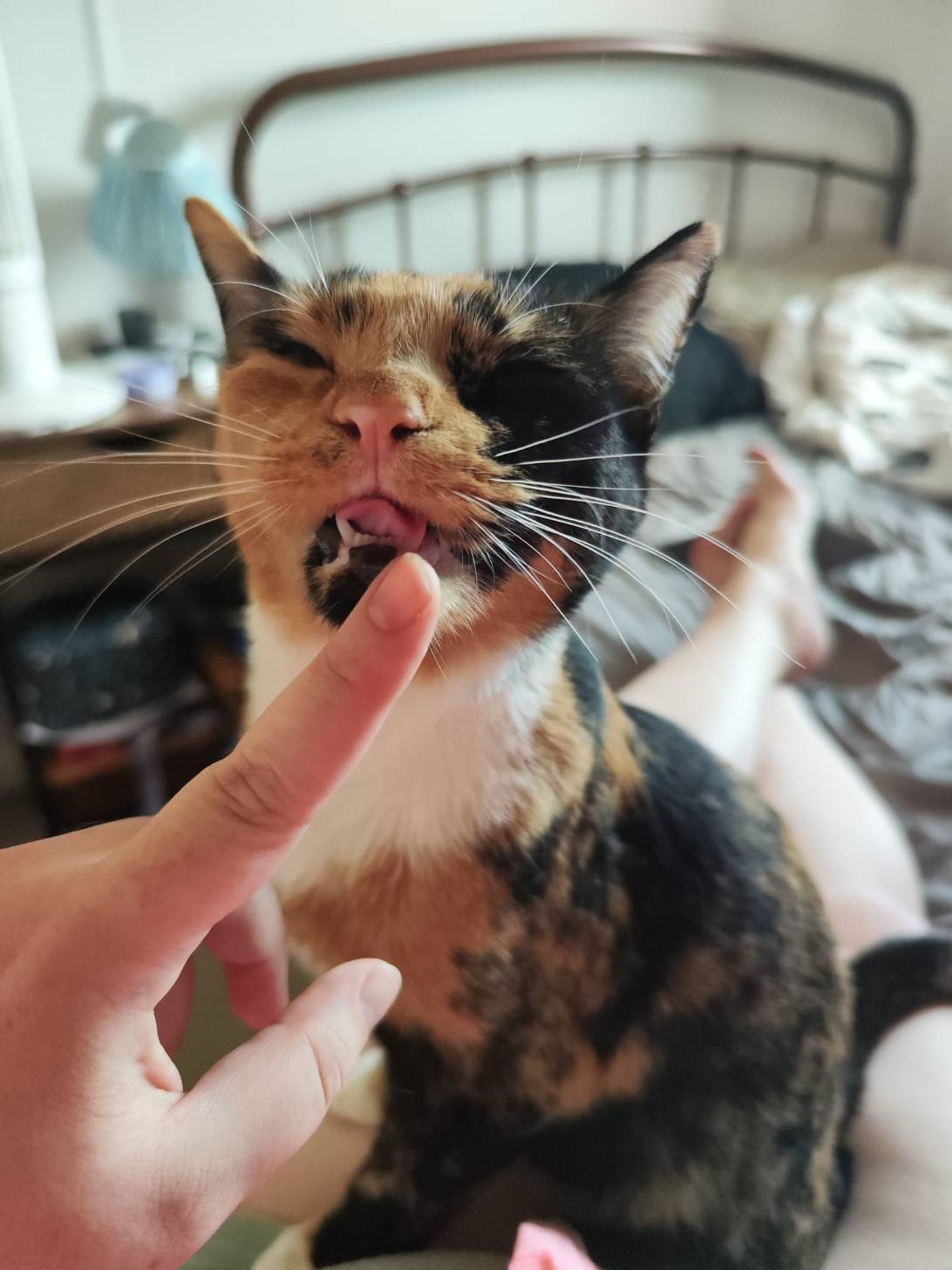 Jinx, a cat found on Chonk Finder