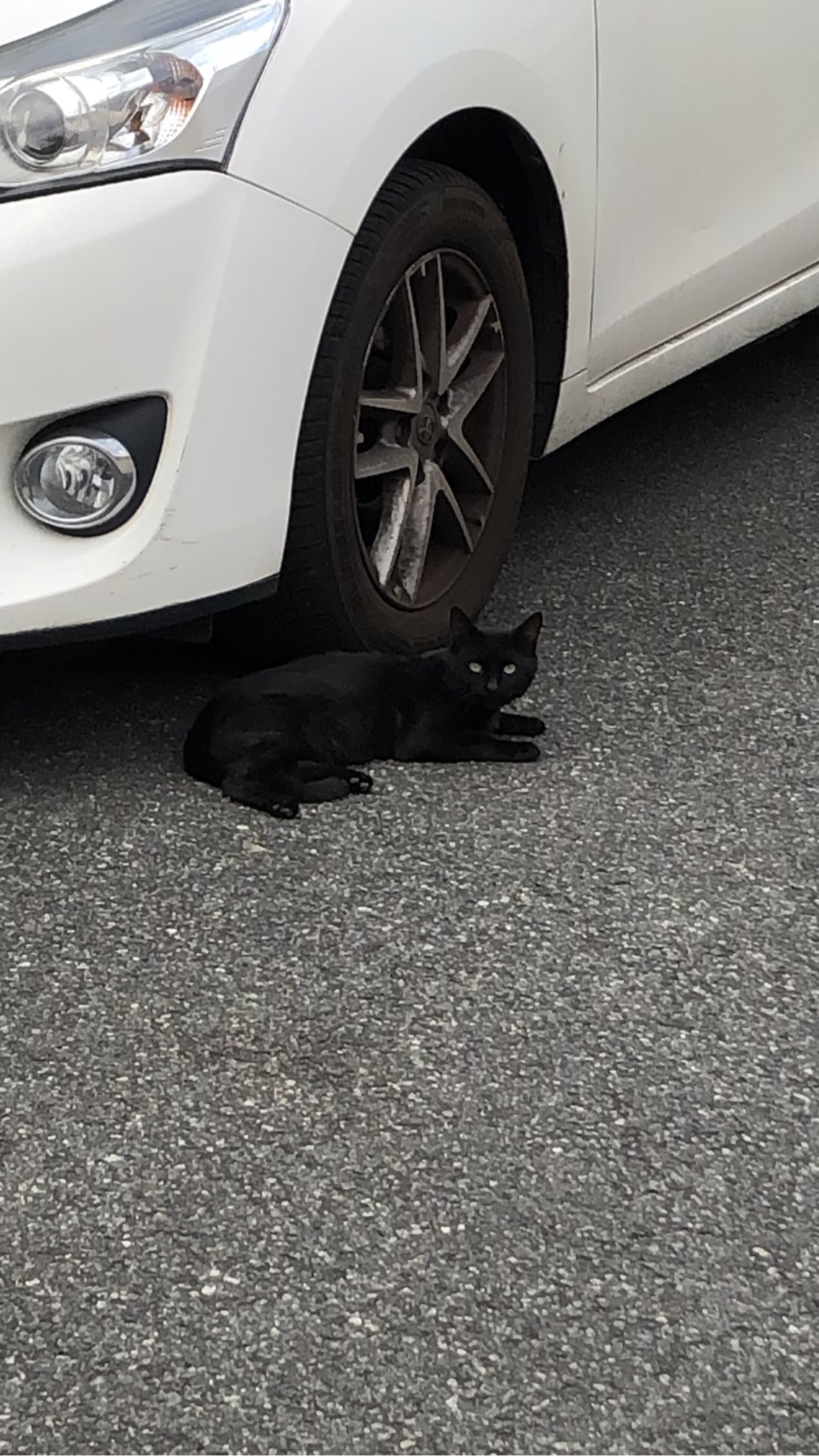 Pepito, a cat found on Chonk Finder