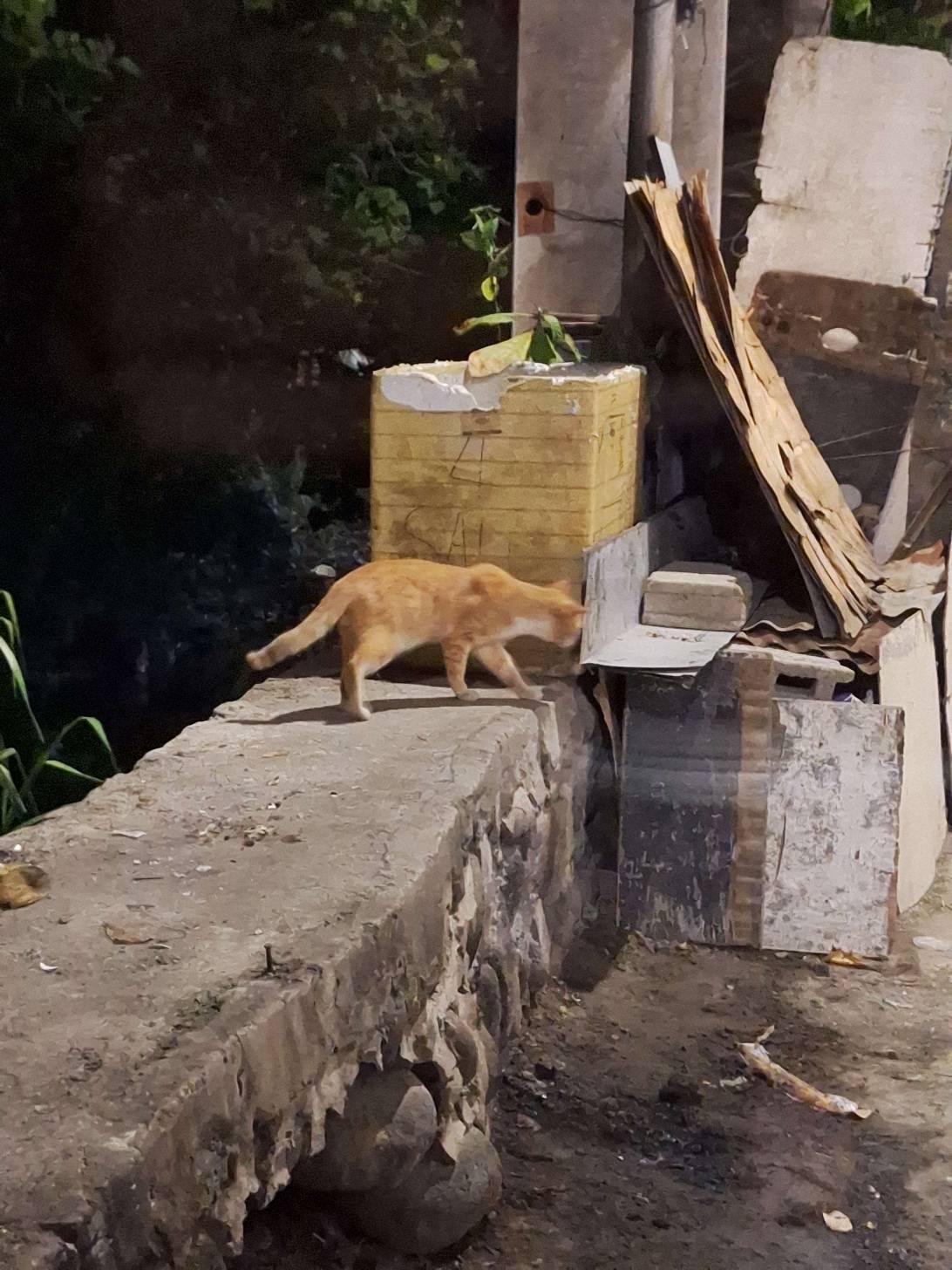 Little rascal, a cat found on Chonk Finder