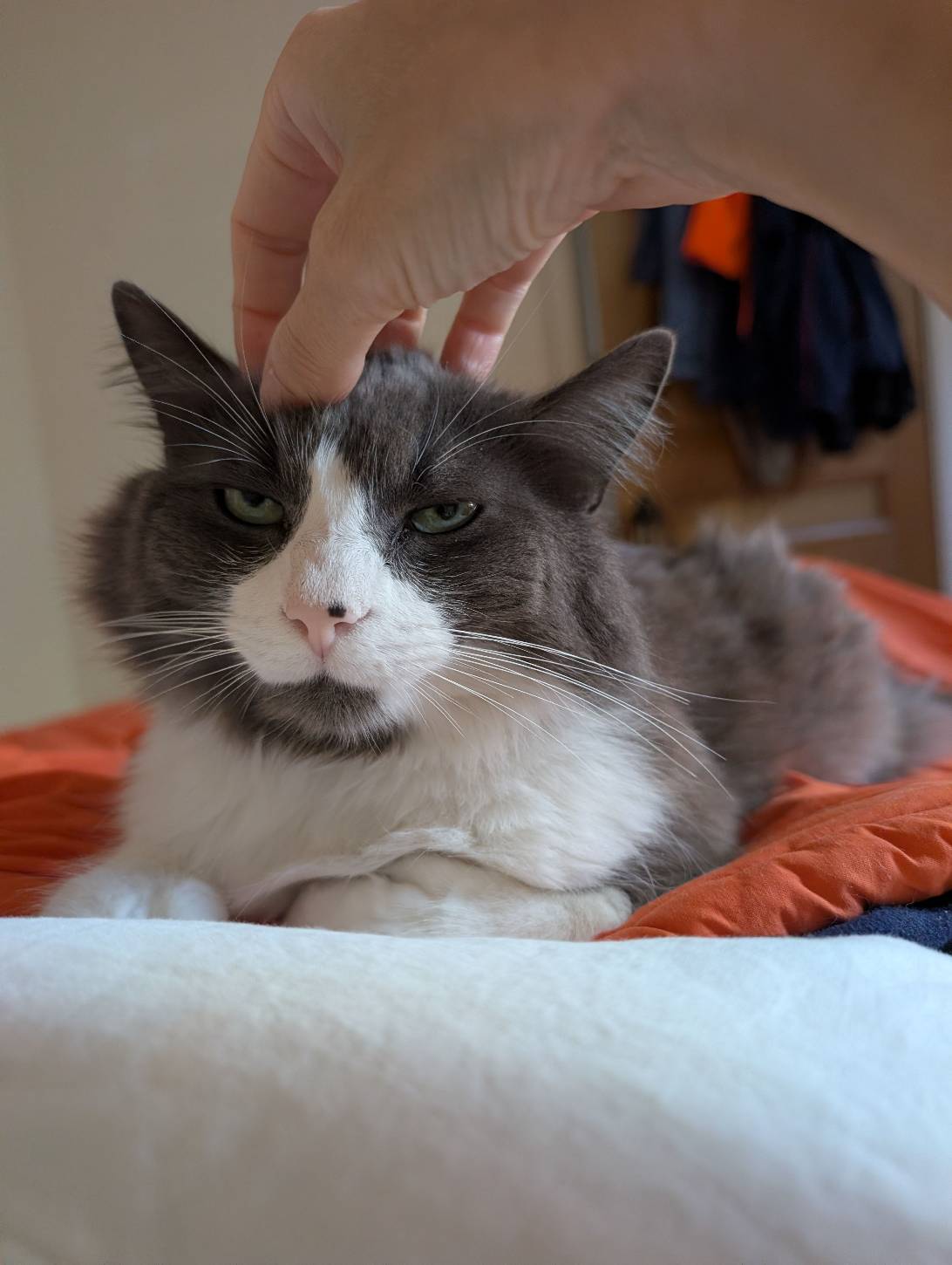Pepito, a cat found on Chonk Finder