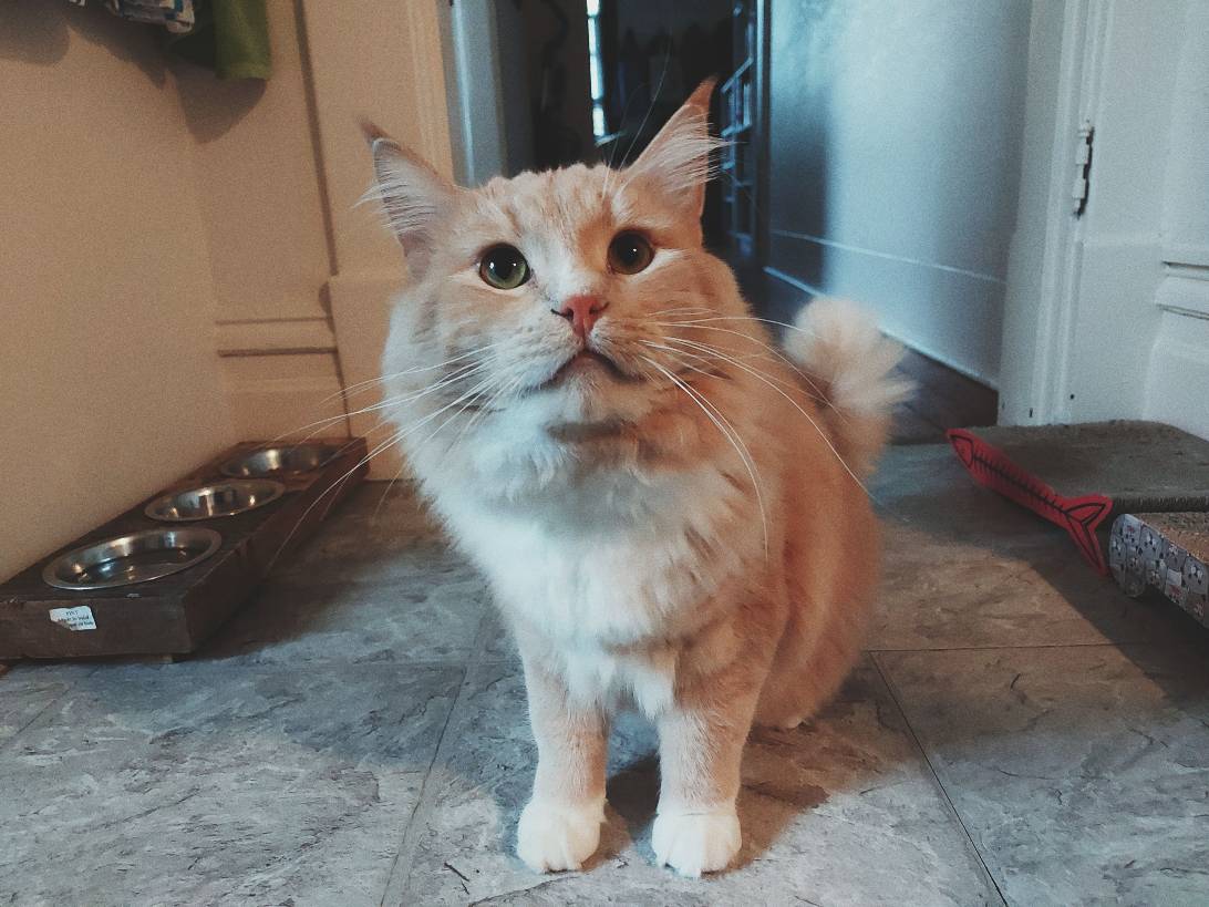 Oscar Wildecat, a cat found on Chonk Finder
