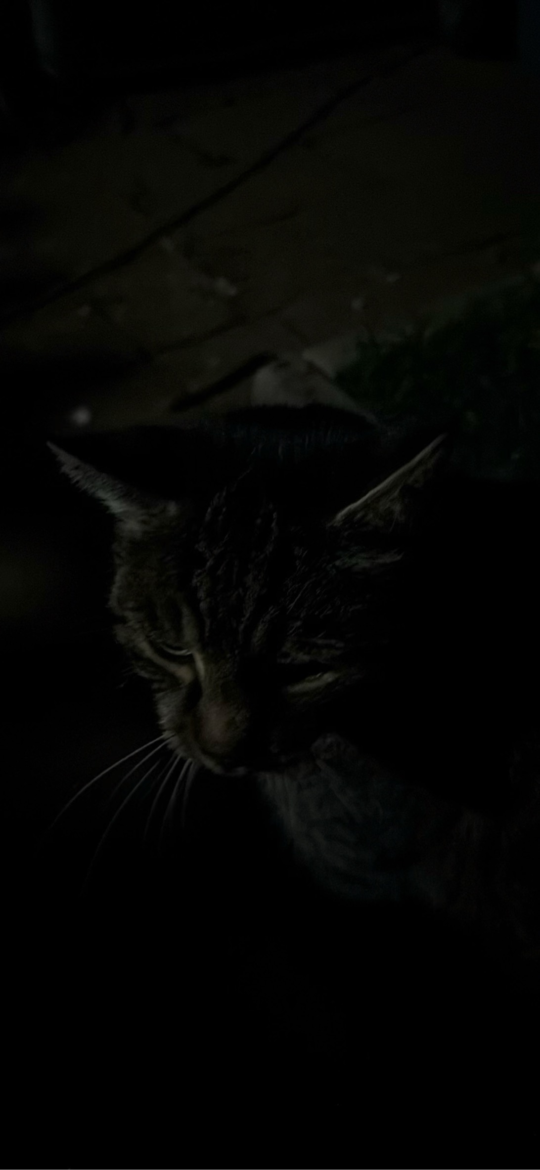 Bichi, a cat found on Chonk Finder