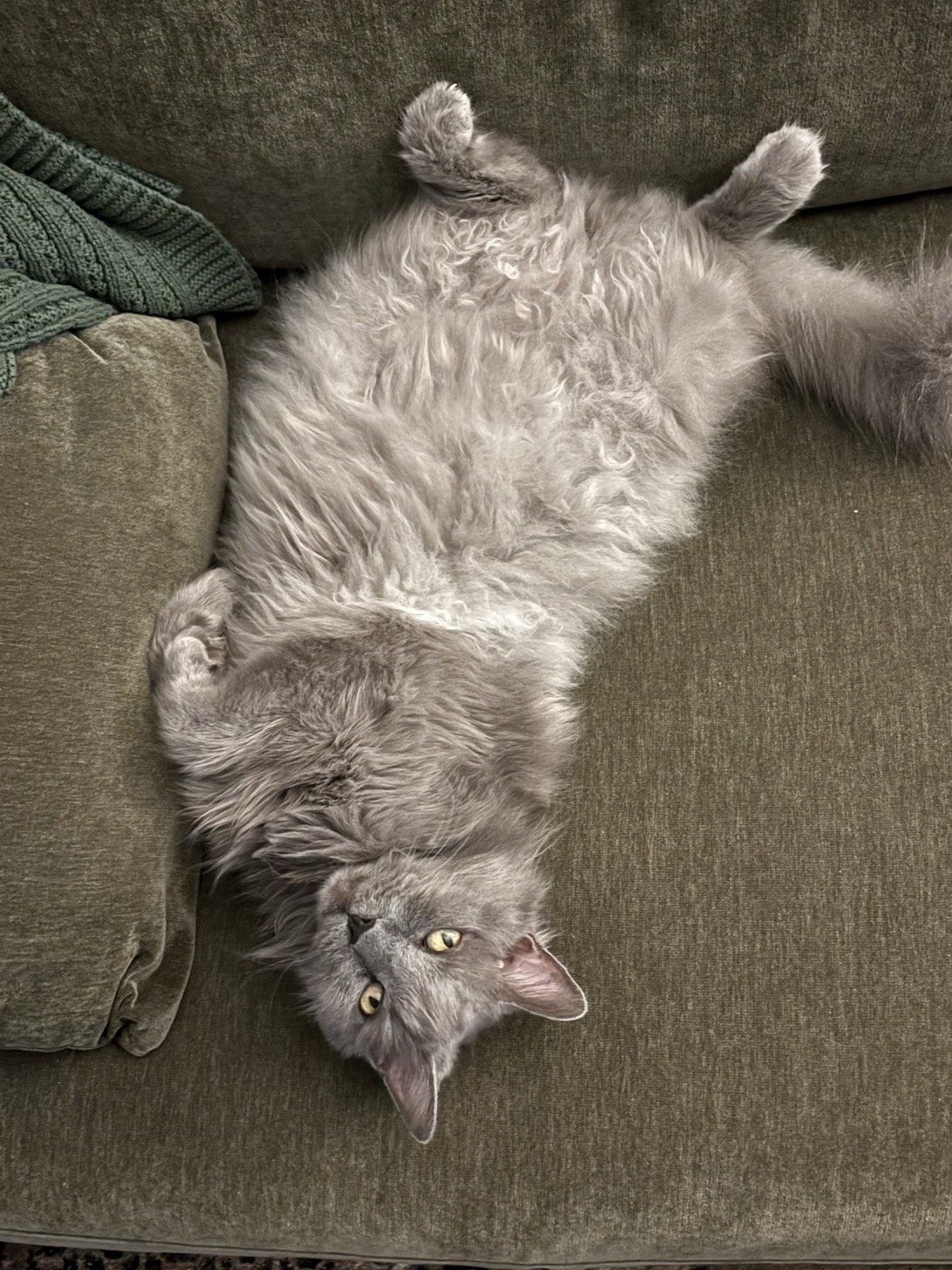 Leo, a cat found on Chonk Finder