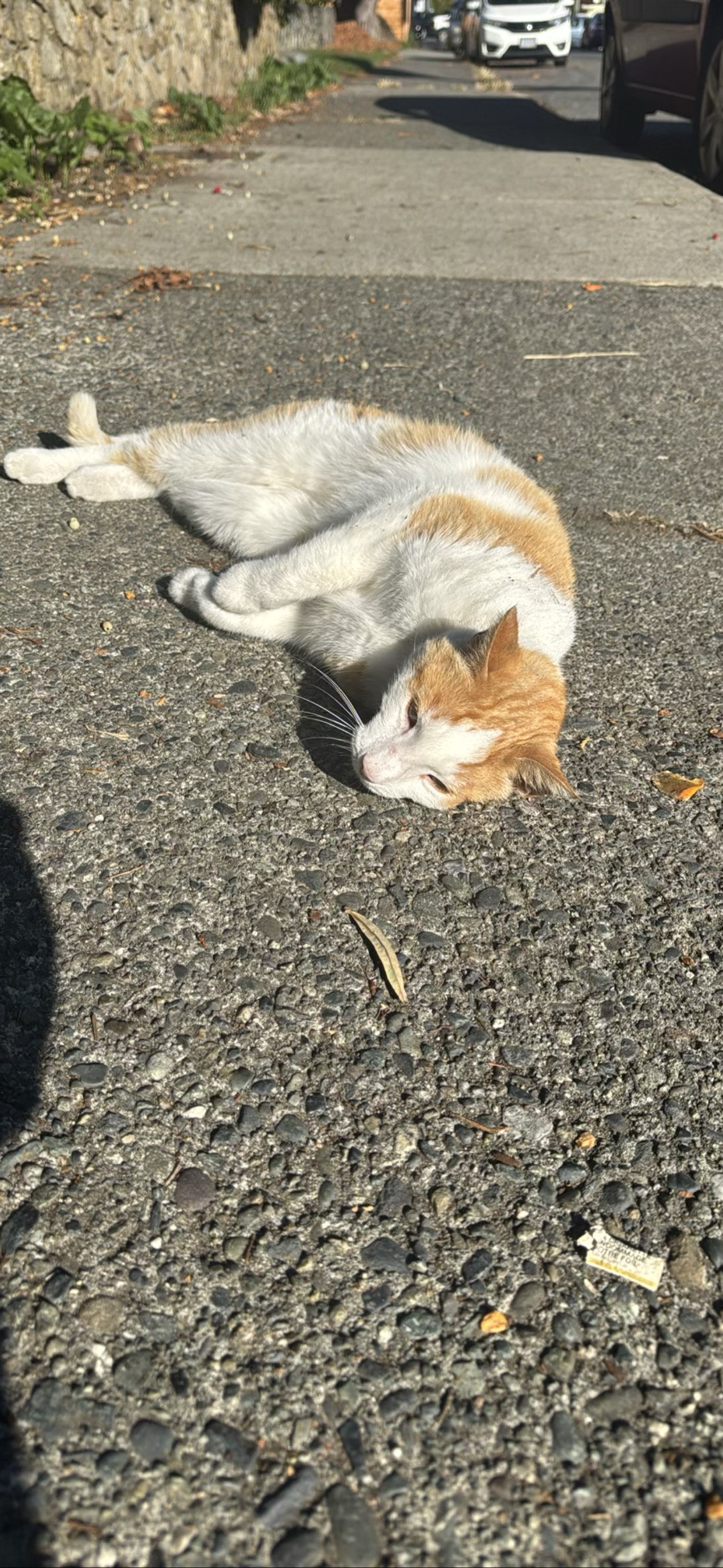 Fennel, a cat found on Chonk Finder