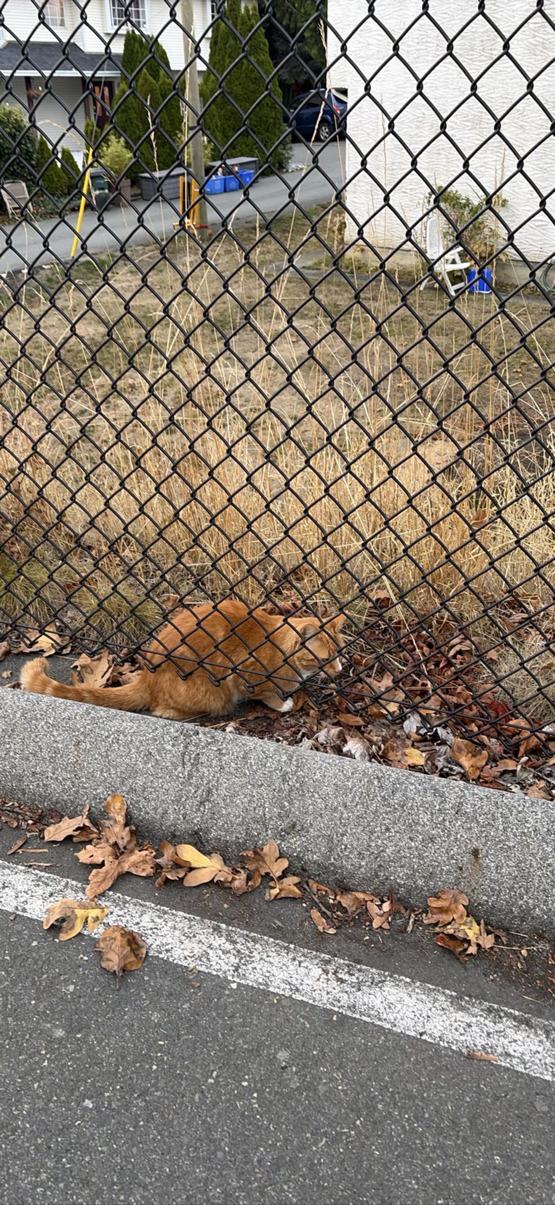 Houdini, a cat found on Chonk Finder