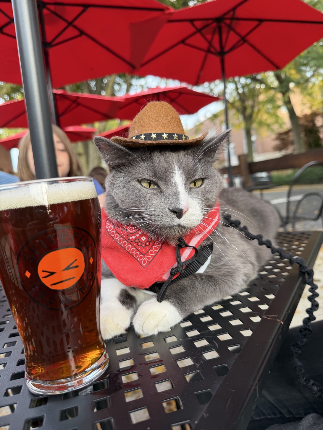 Luther, a cat found on Chonk Finder