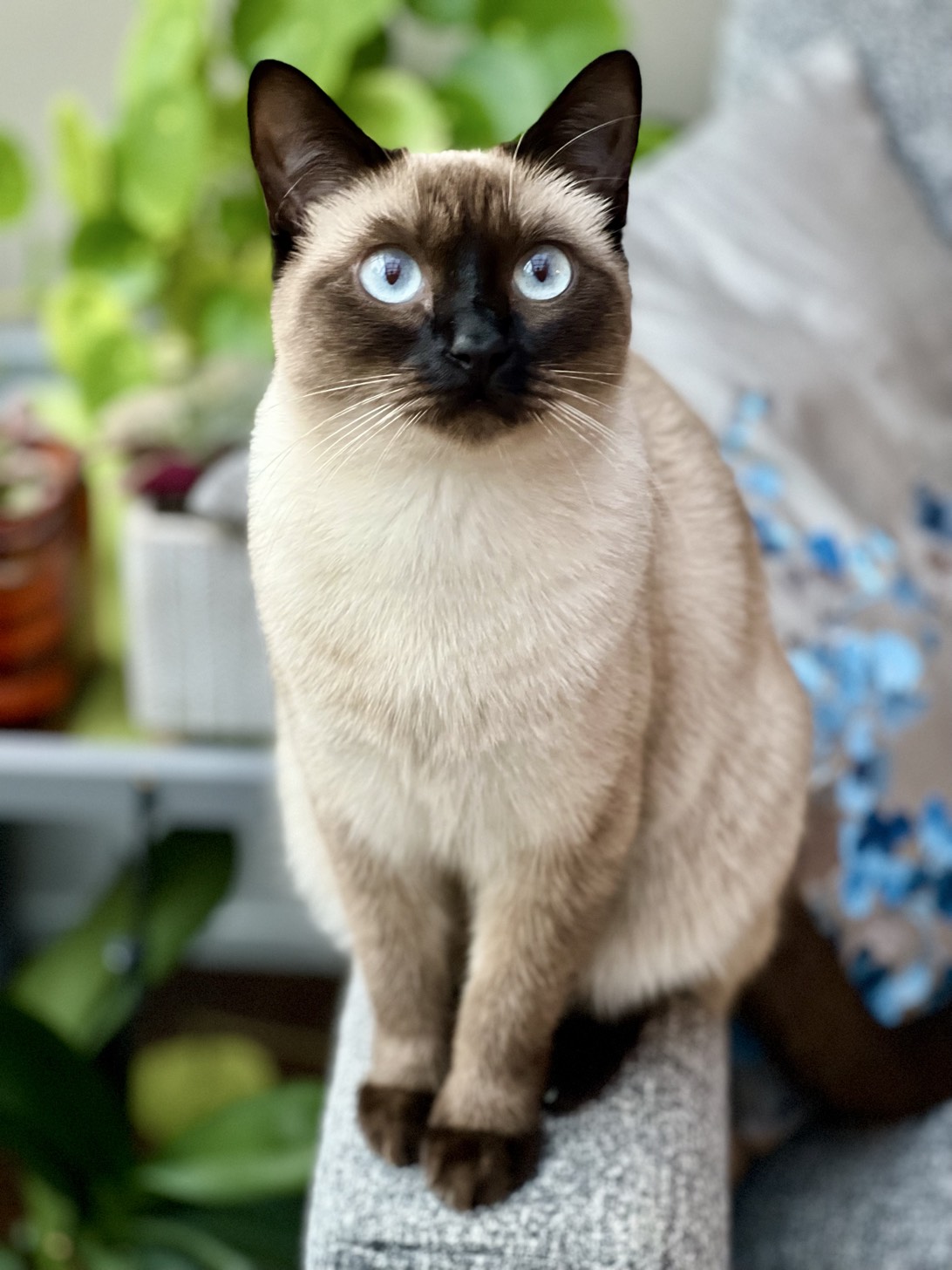 Luna, a cat found on Chonk Finder