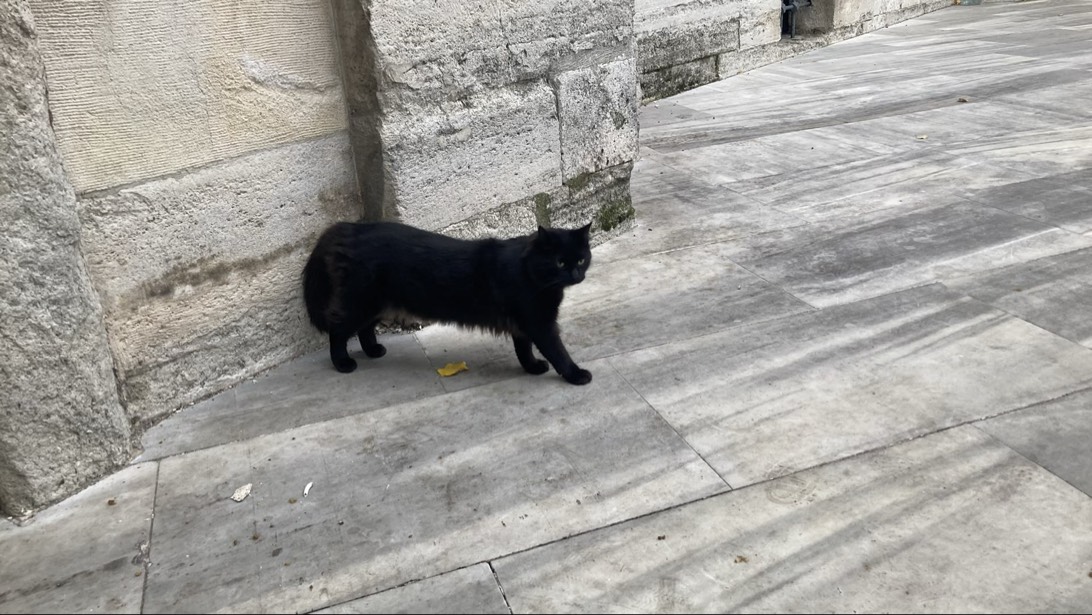 Sinan, a cat found on Chonk Finder