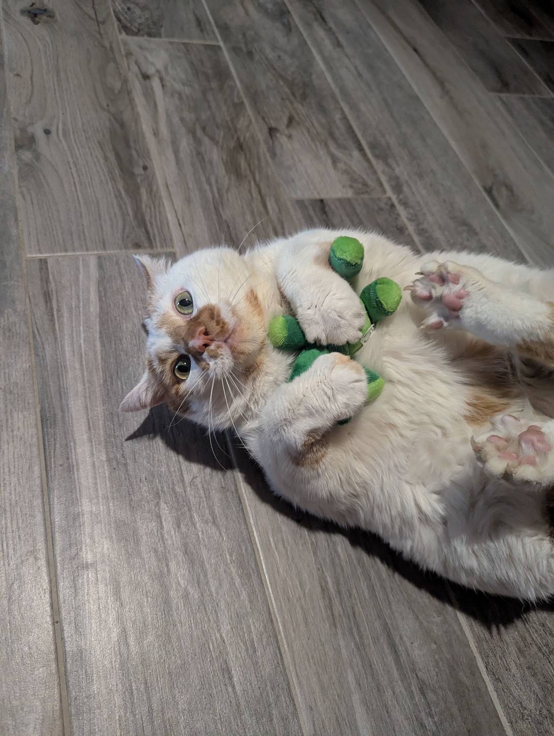 Caramel, a cat found on Chonk Finder