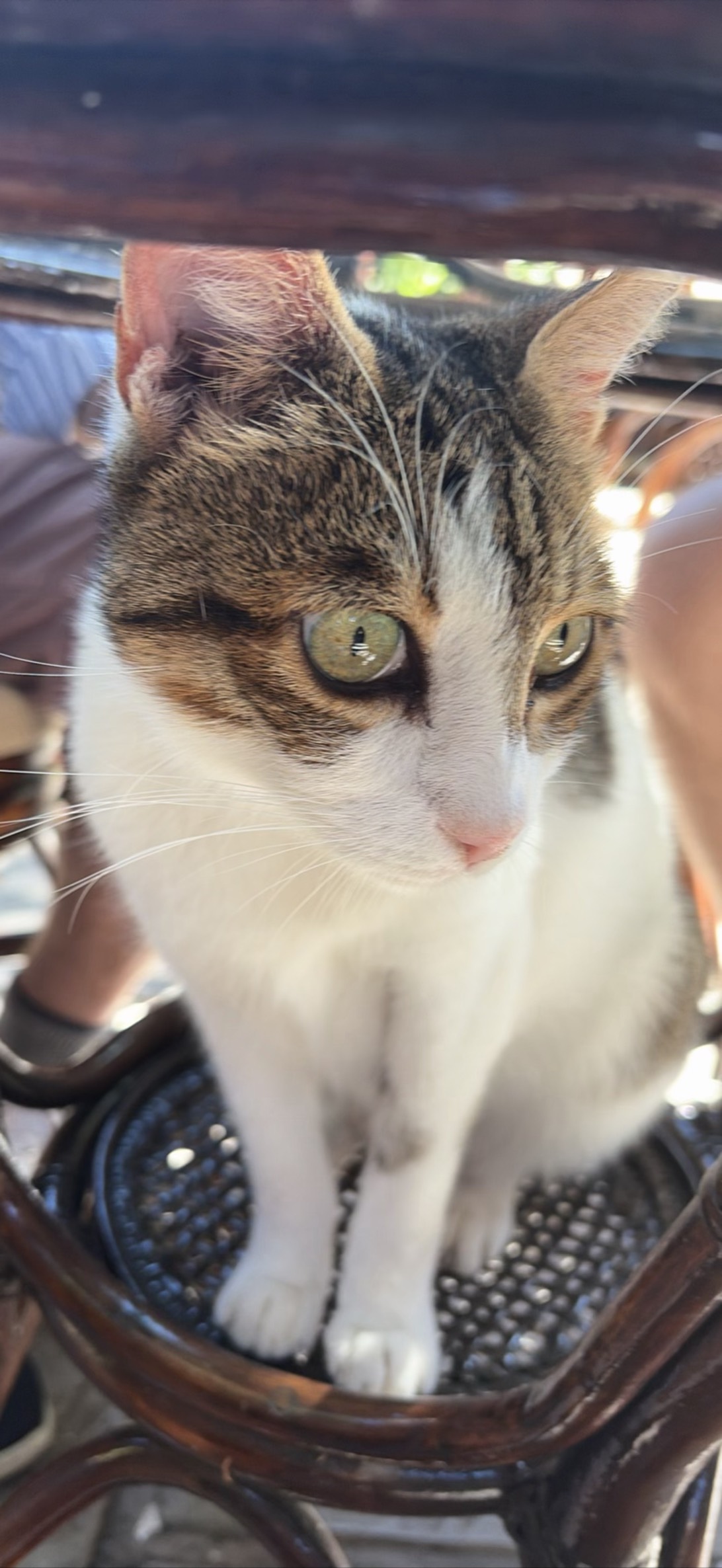 Purdy puddy cat, a cat found on Chonk Finder