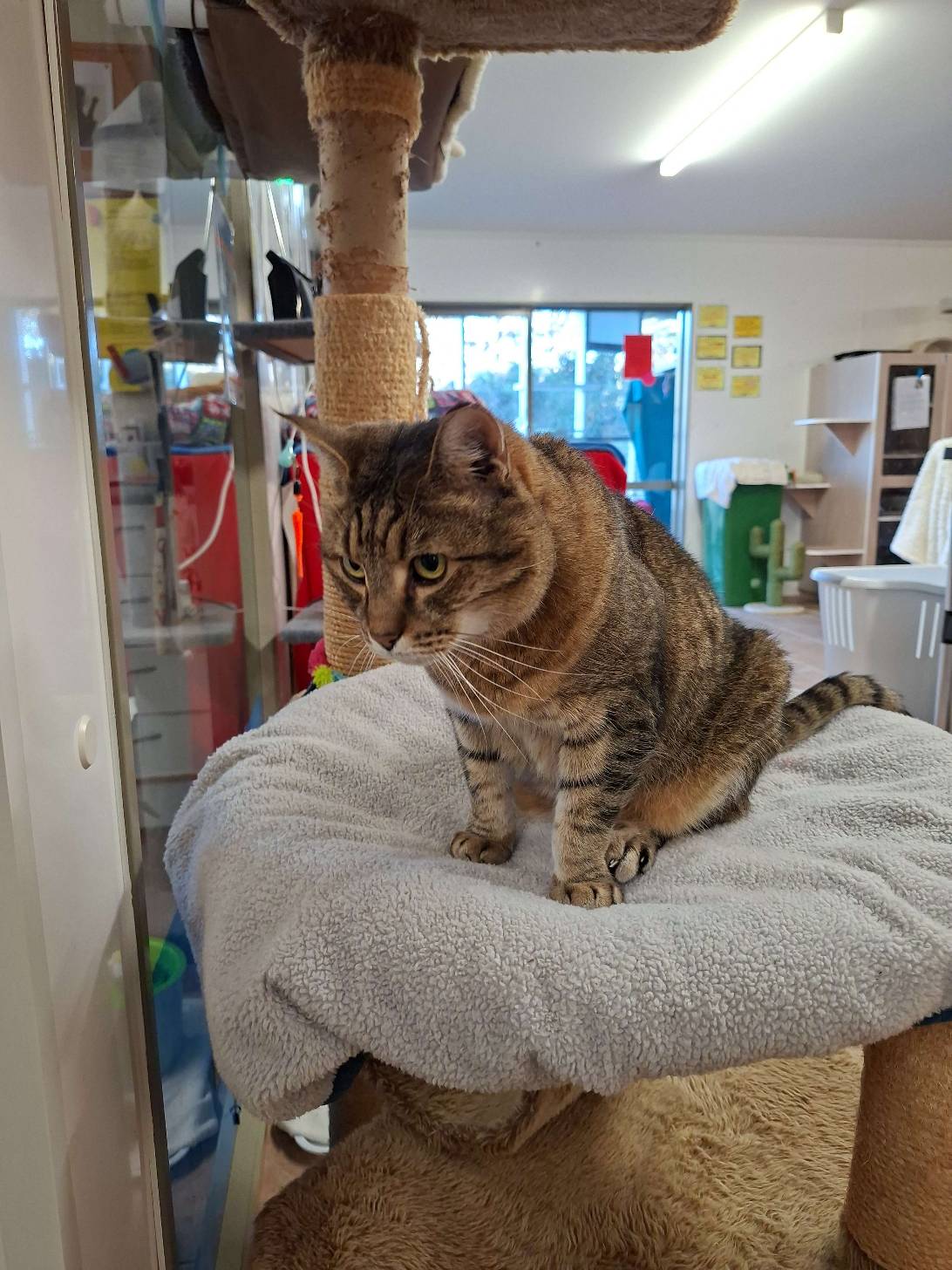 Minerva, a cat found on Chonk Finder