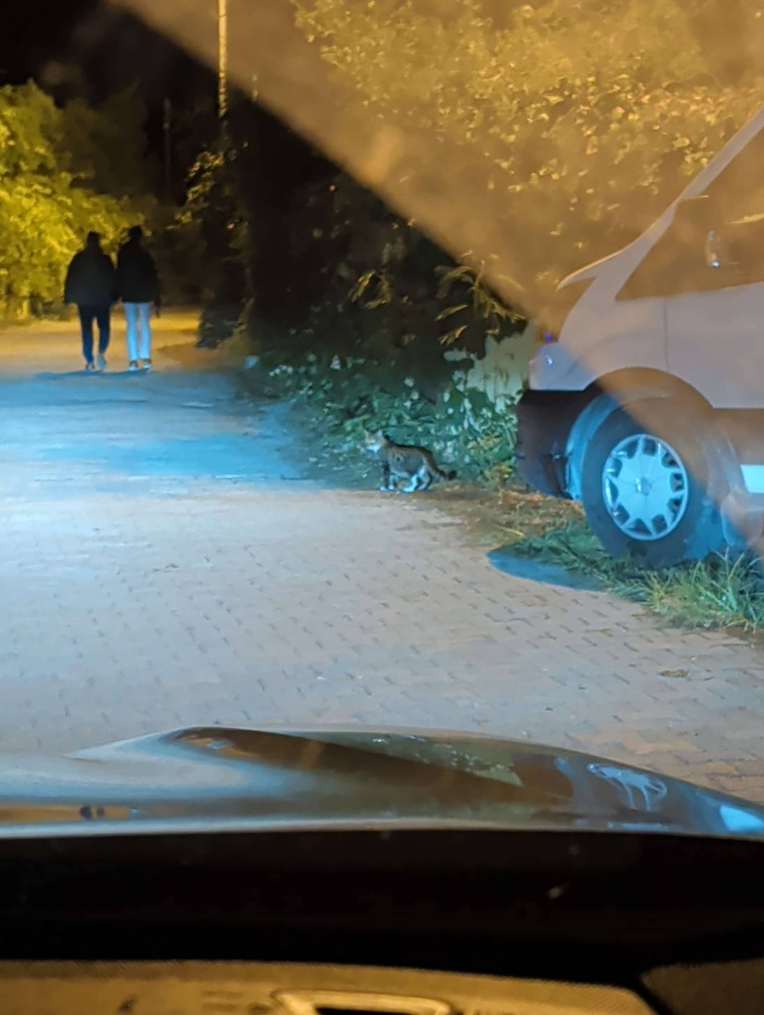 Bogdan, a cat met on Chonk Finder