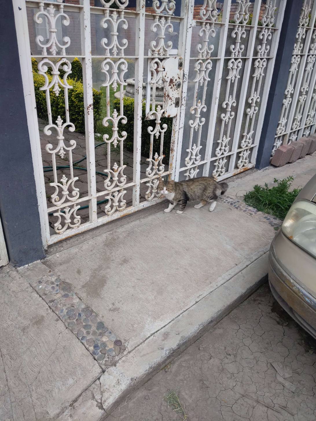 Tito, a cat found on Chonk Finder
