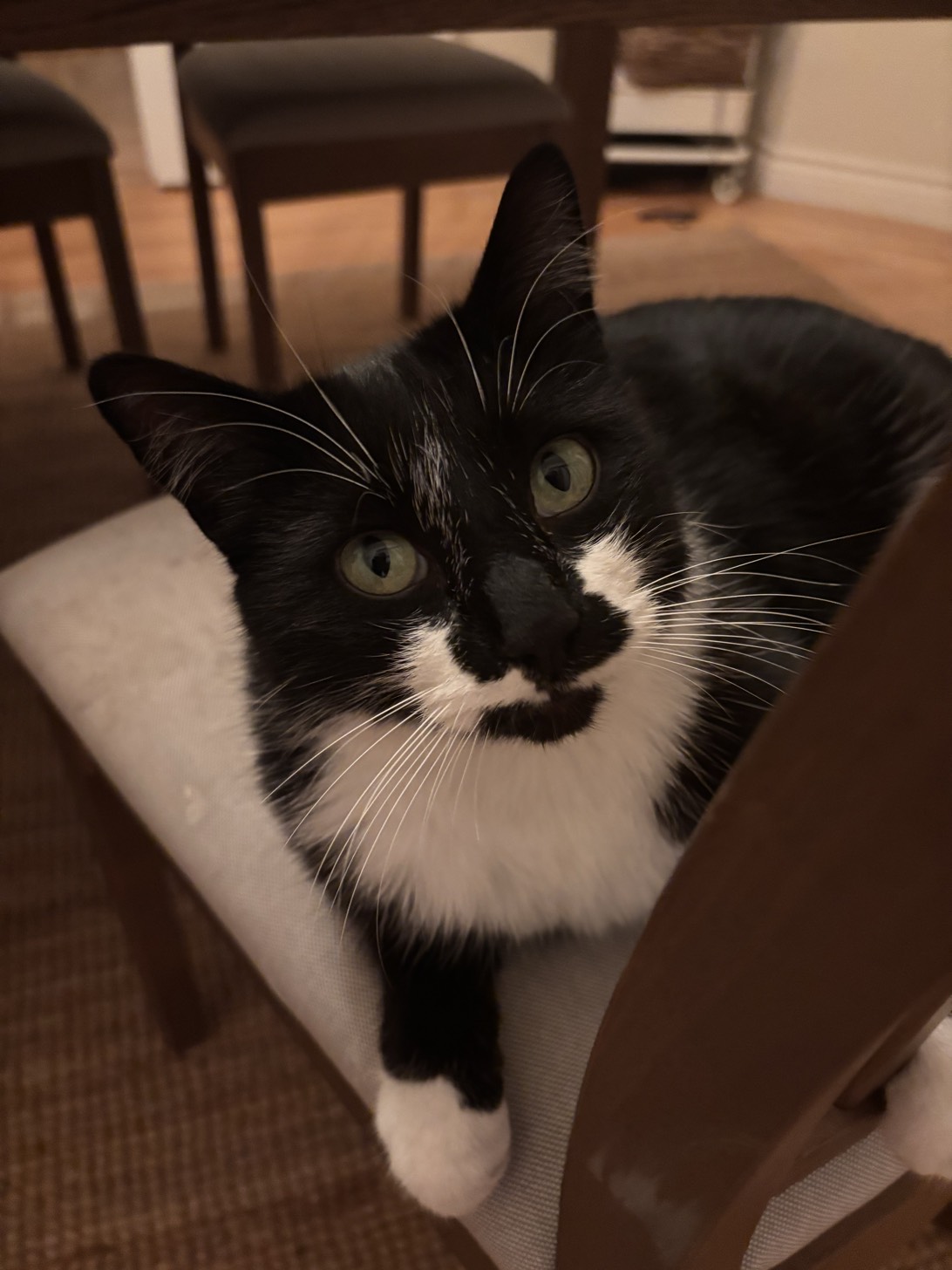 Biscuit, a cat found on Chonk Finder