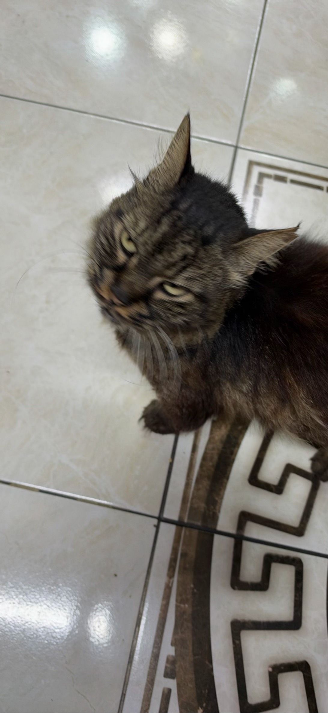 Brutus, a cat found on Chonk Finder