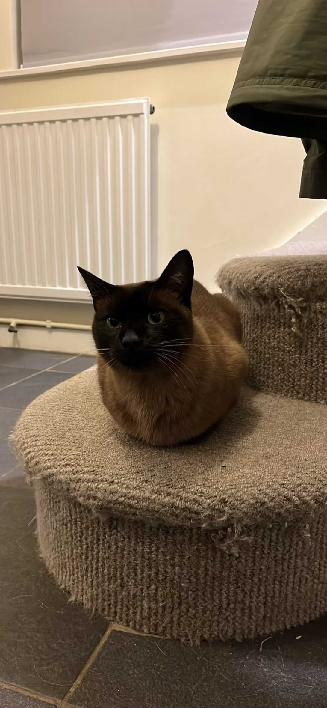 Basil, a cat found on Chonk Finder