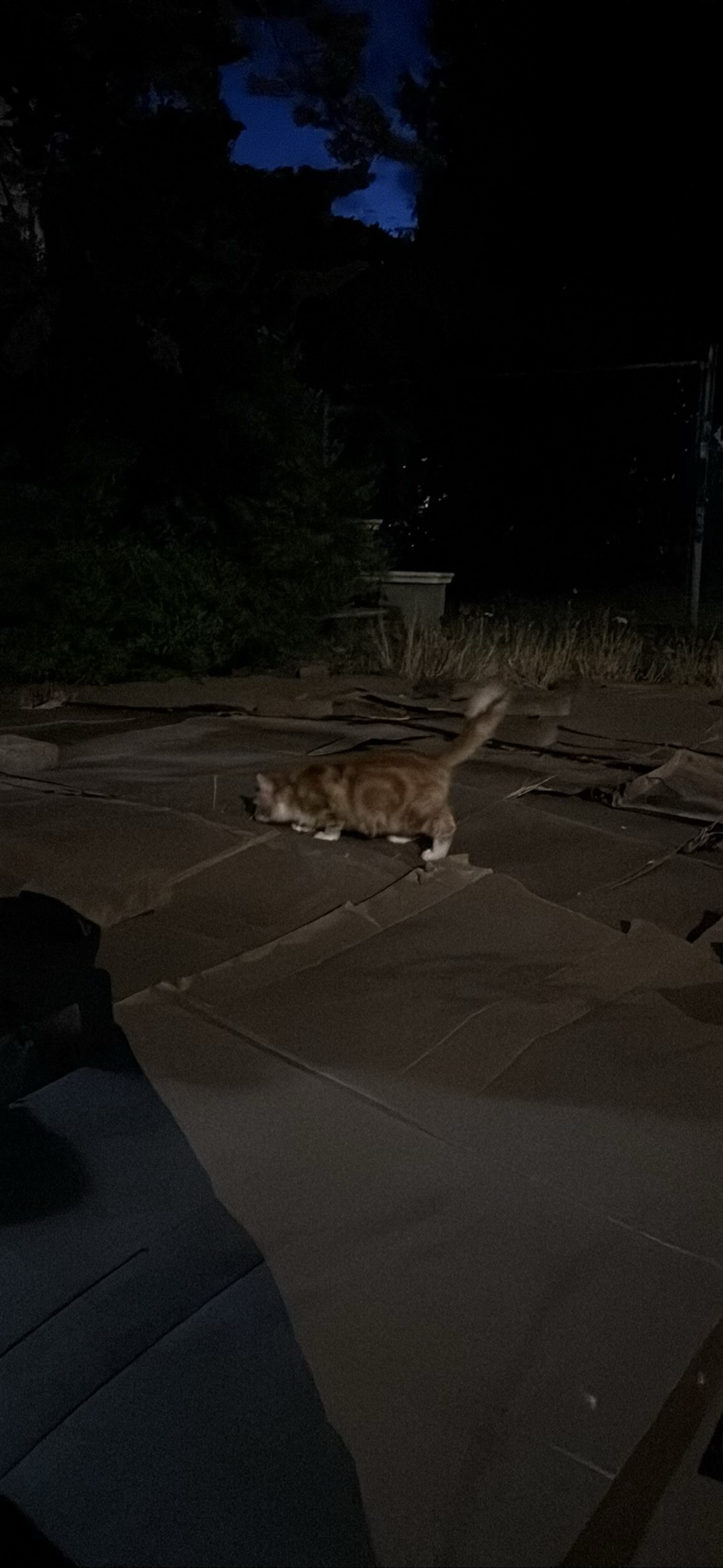 Baby, a cat found on Chonk Finder