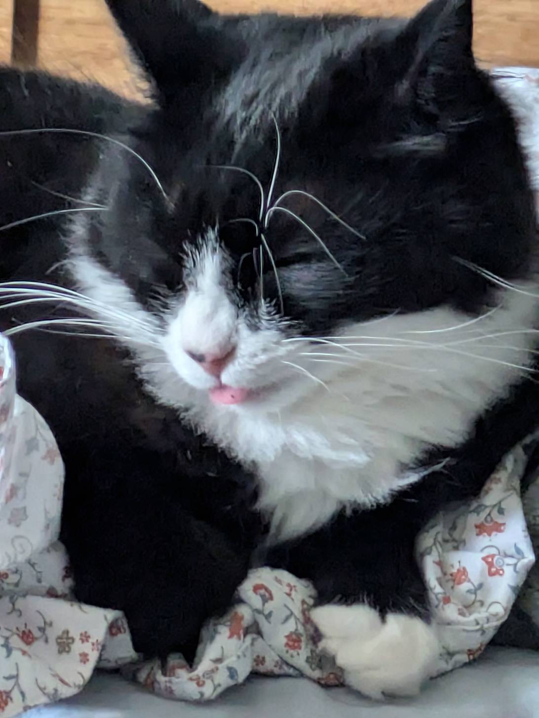 Betty, a cat met on Chonk Finder