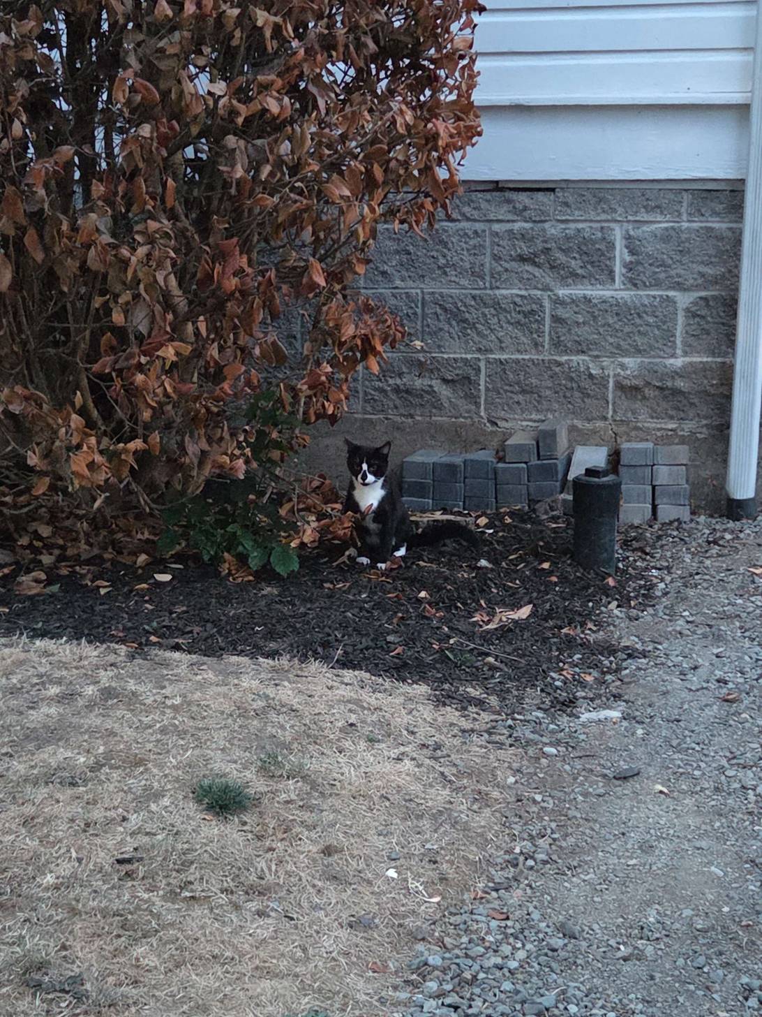 Rafferty, a cat found on Chonk Finder