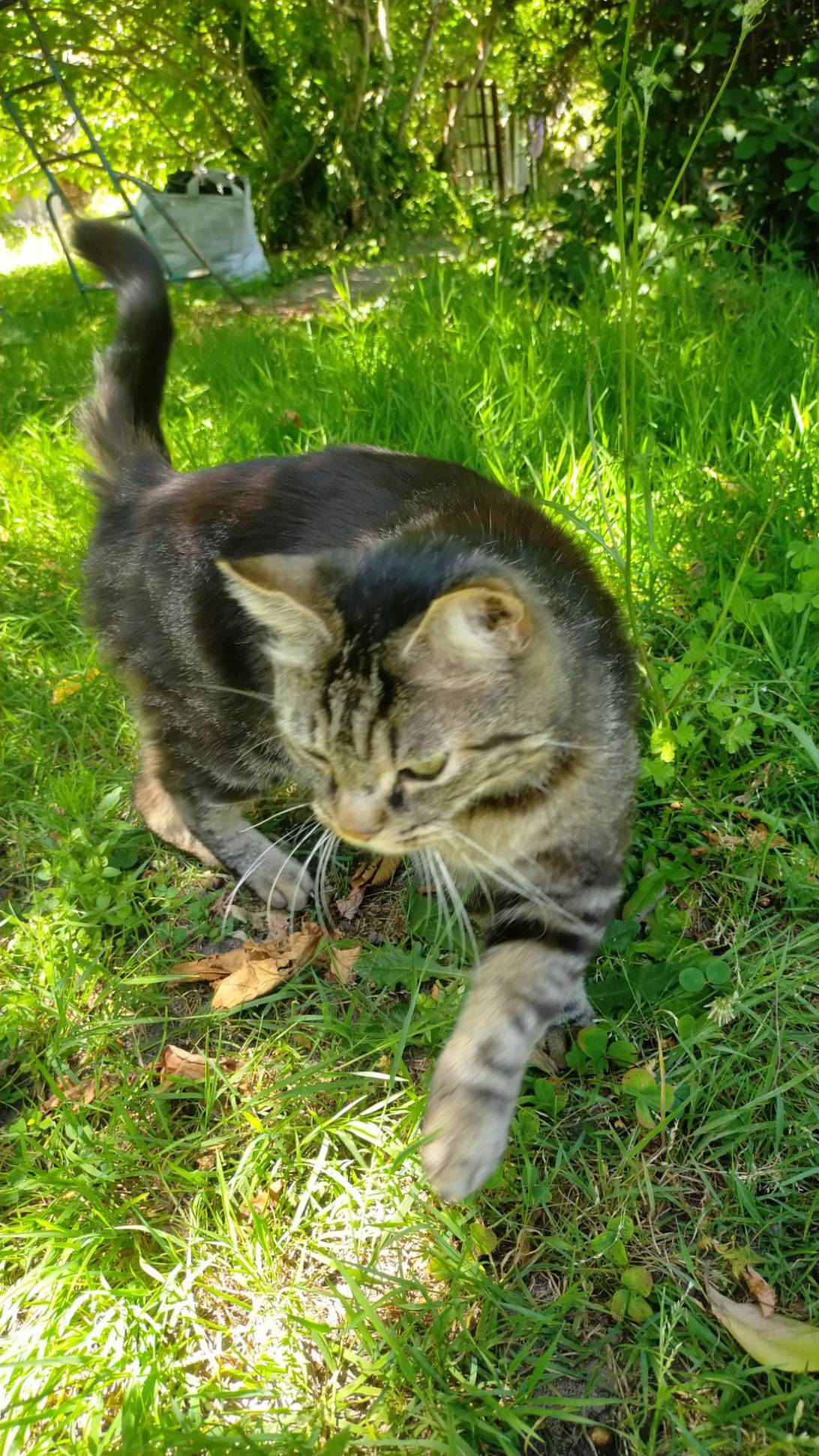 Billard, a cat found on Chonk Finder