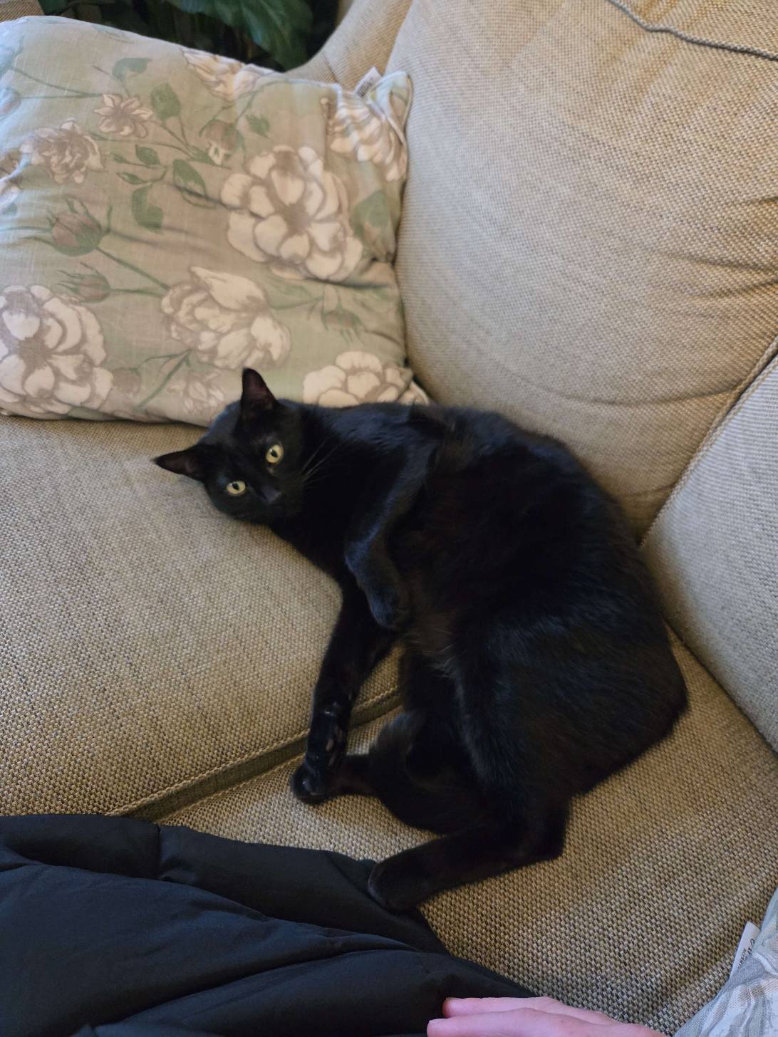 Draco, a cat found on Chonk Finder