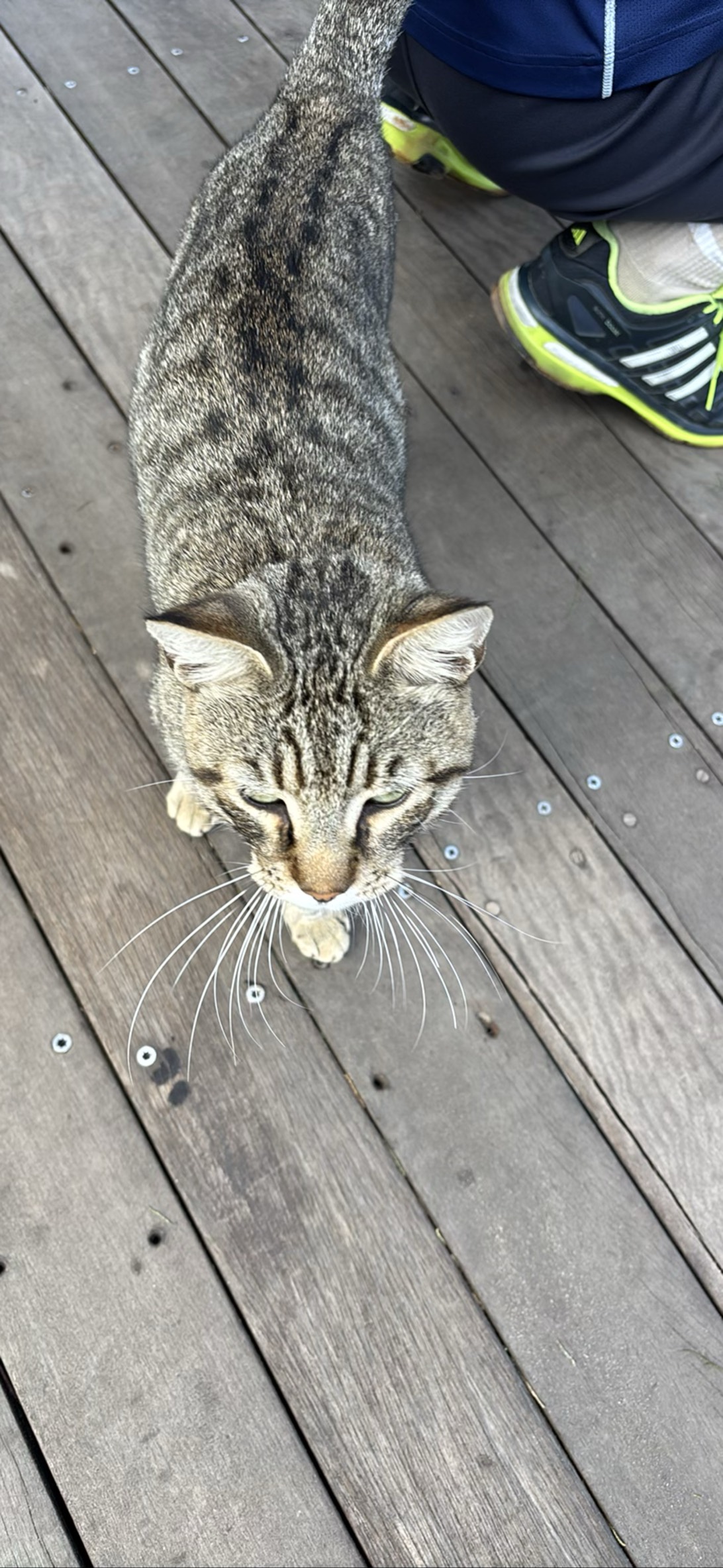 Archie, a cat found on Chonk Finder