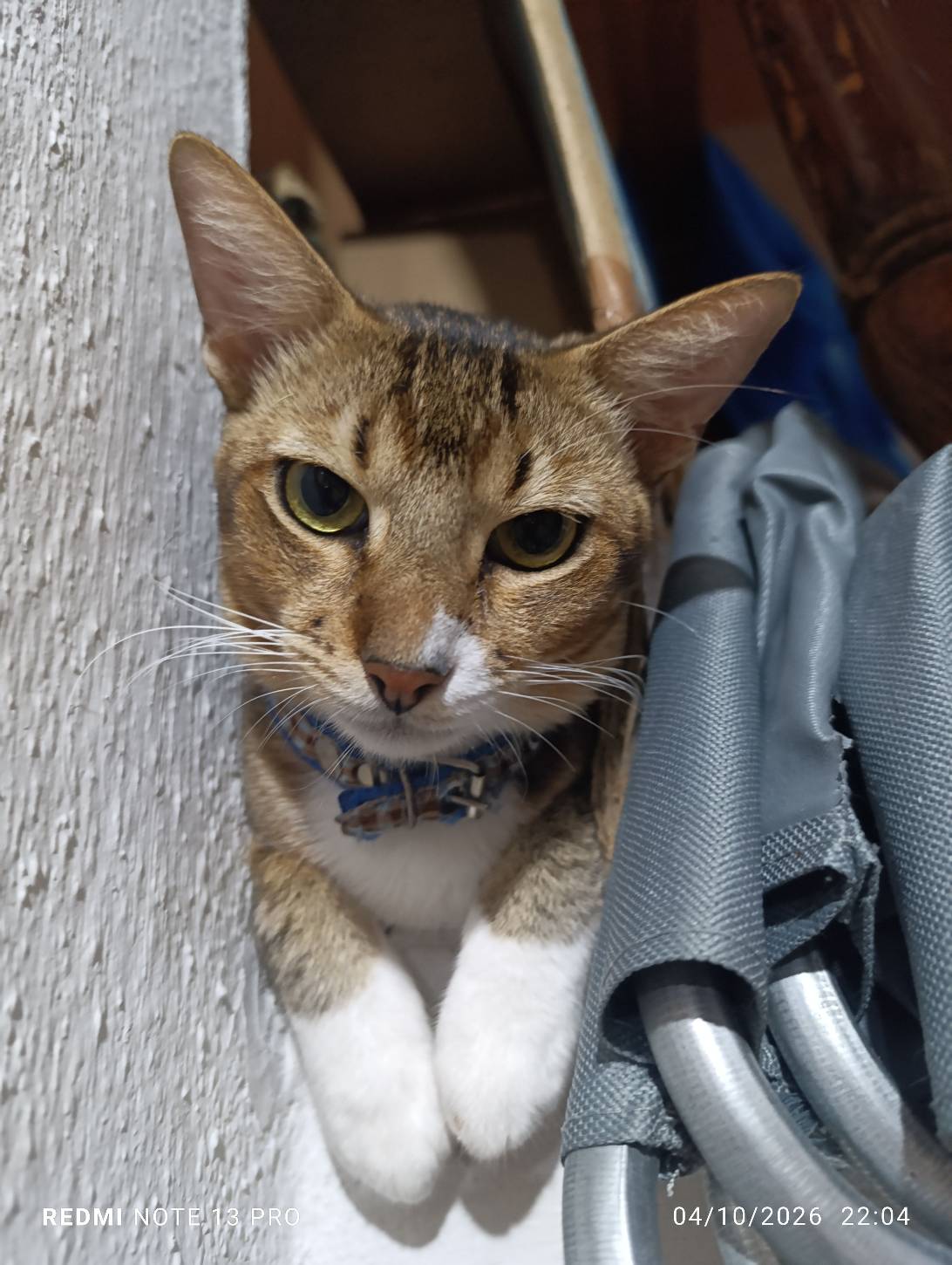 Loka, a cat found on Chonk Finder