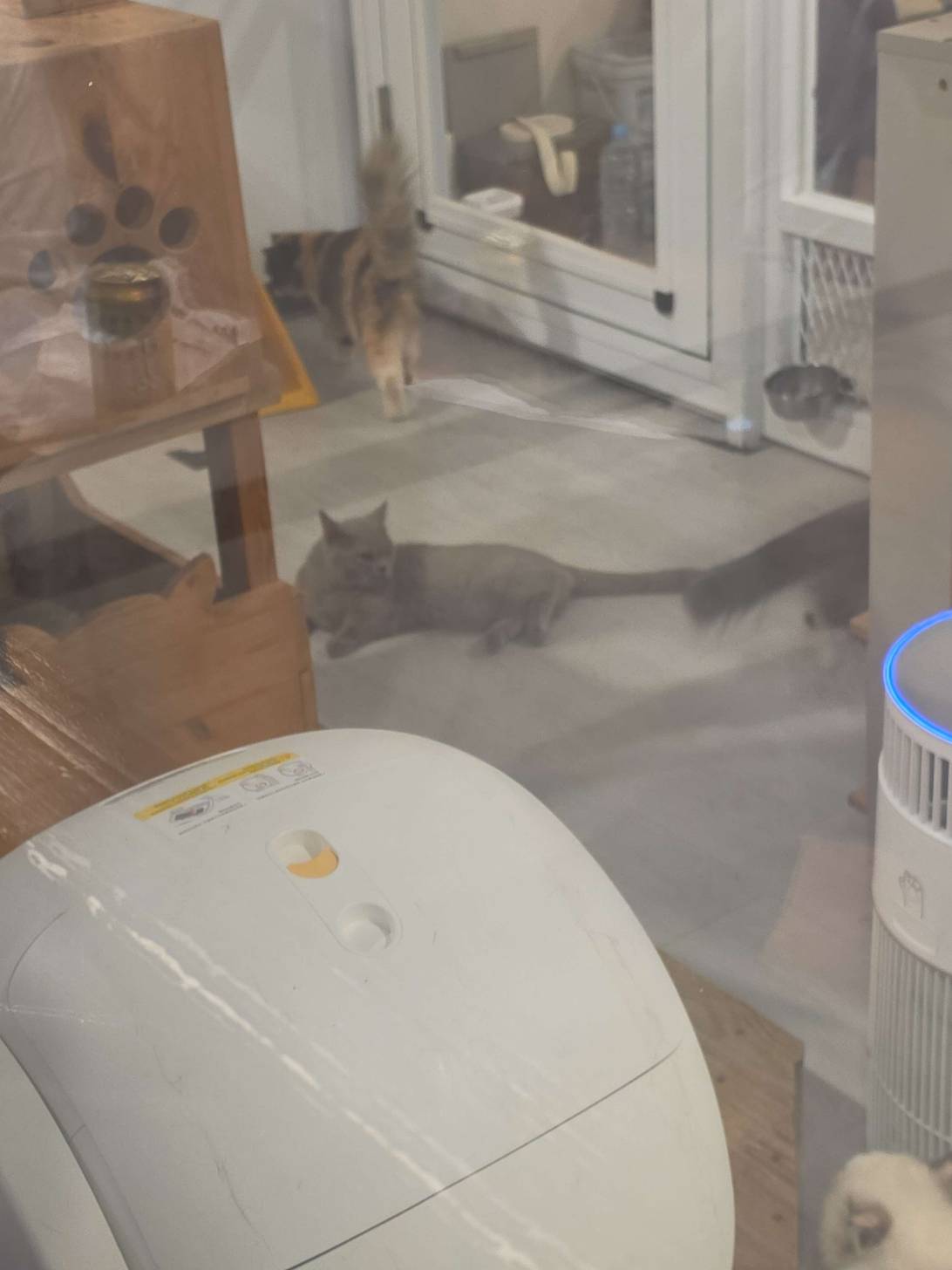 Grigione, a cat found on Chonk Finder