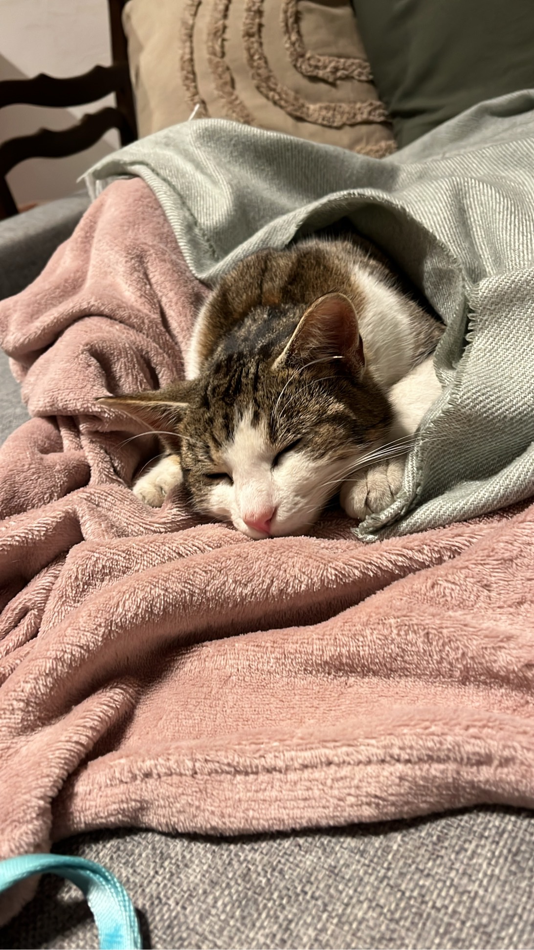 Barabunda, a cat found on Chonk Finder