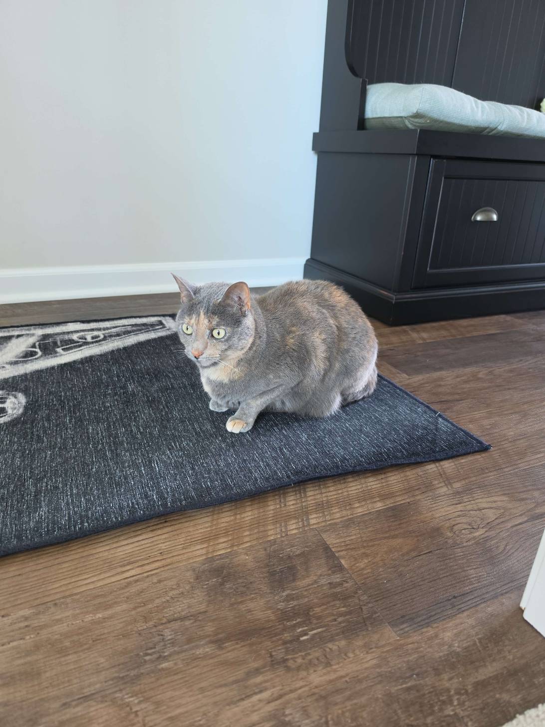 Toph 🪨, a cat found on Chonk Finder