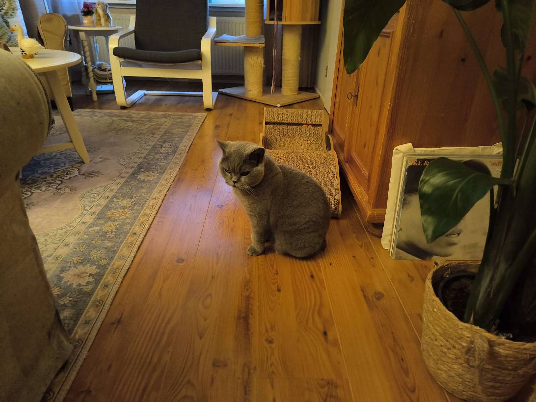 Lilly, a cat found on Chonk Finder