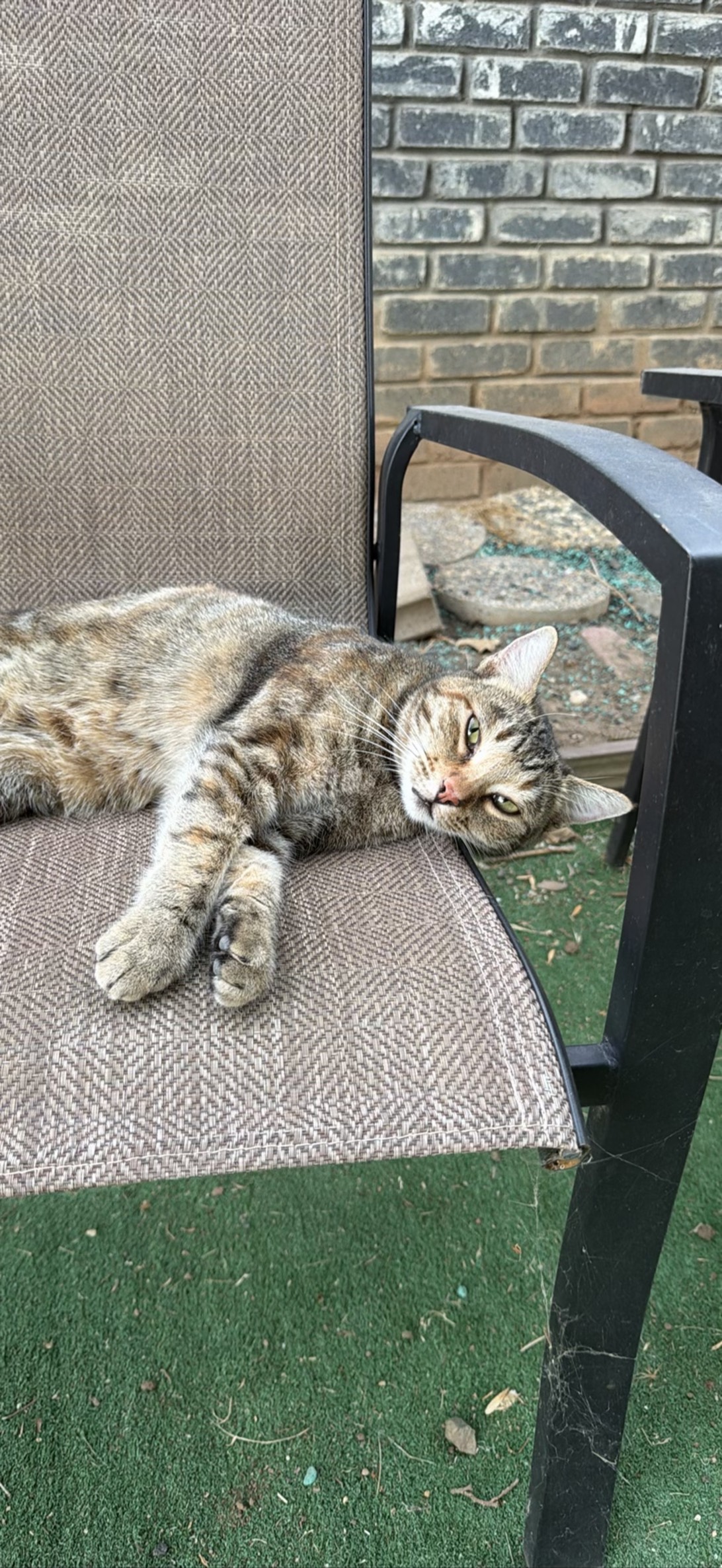 Daisy, a cat found on Chonk Finder