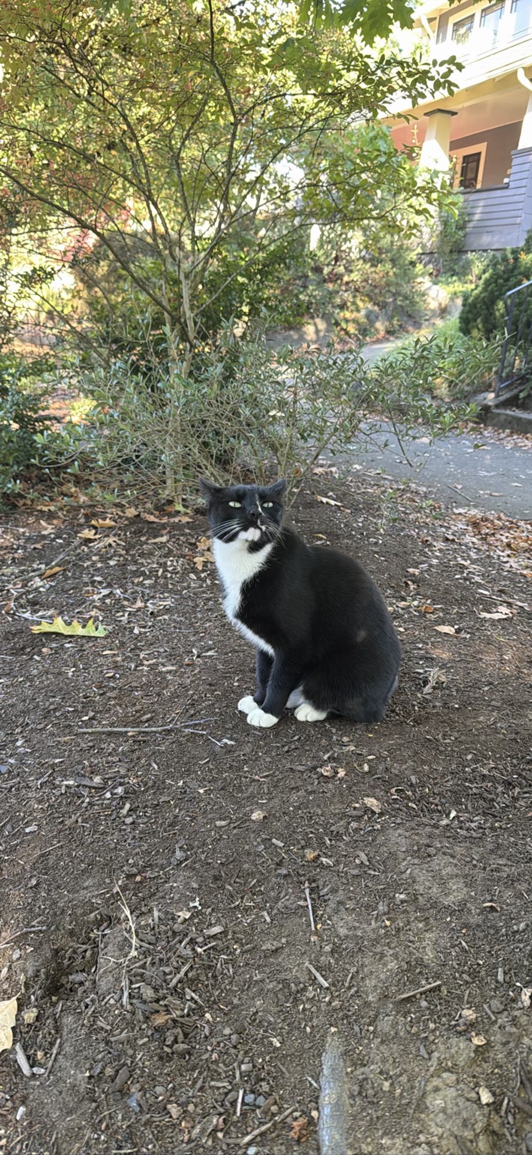 Baby, a cat found on Chonk Finder